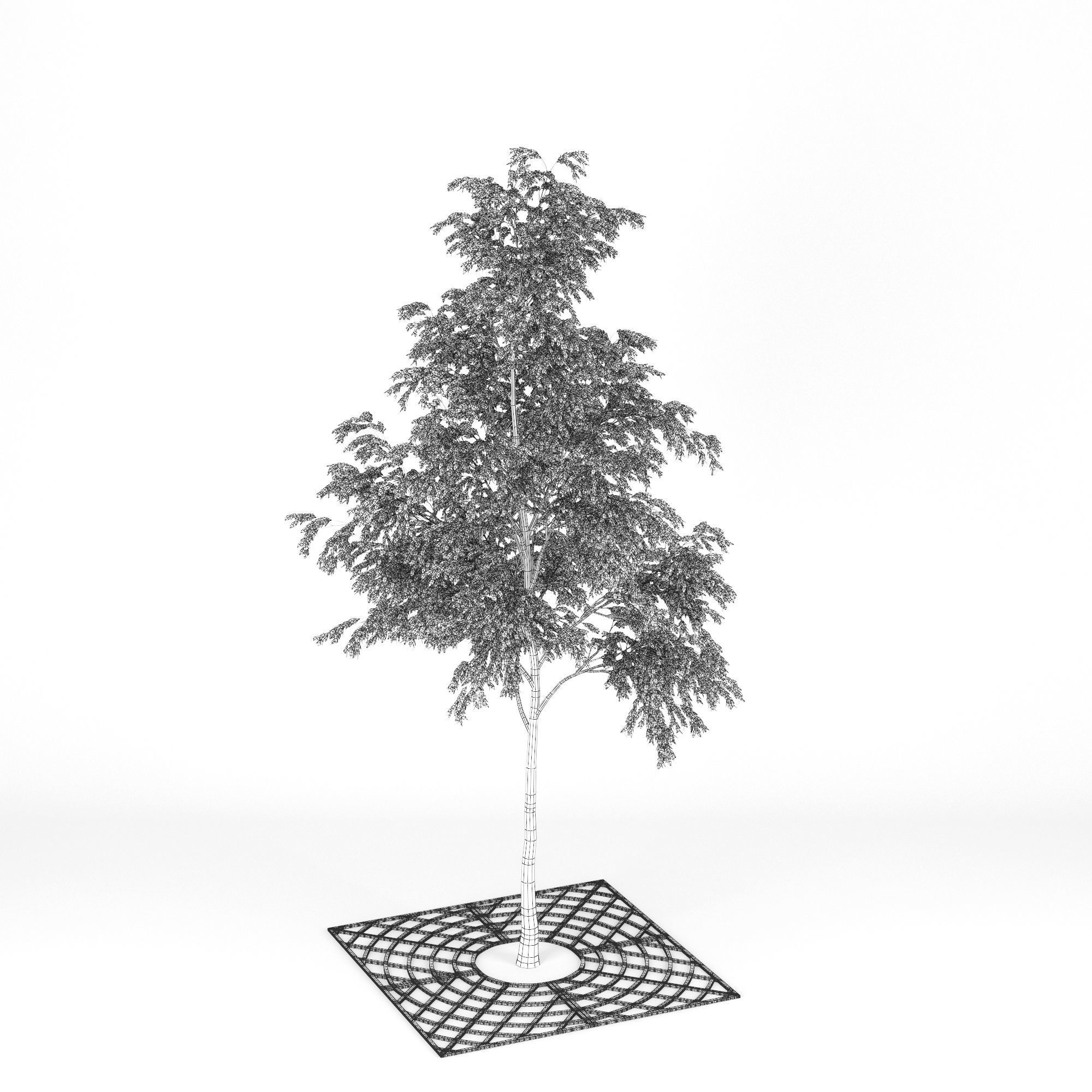 Street Tree 01 3D model_12