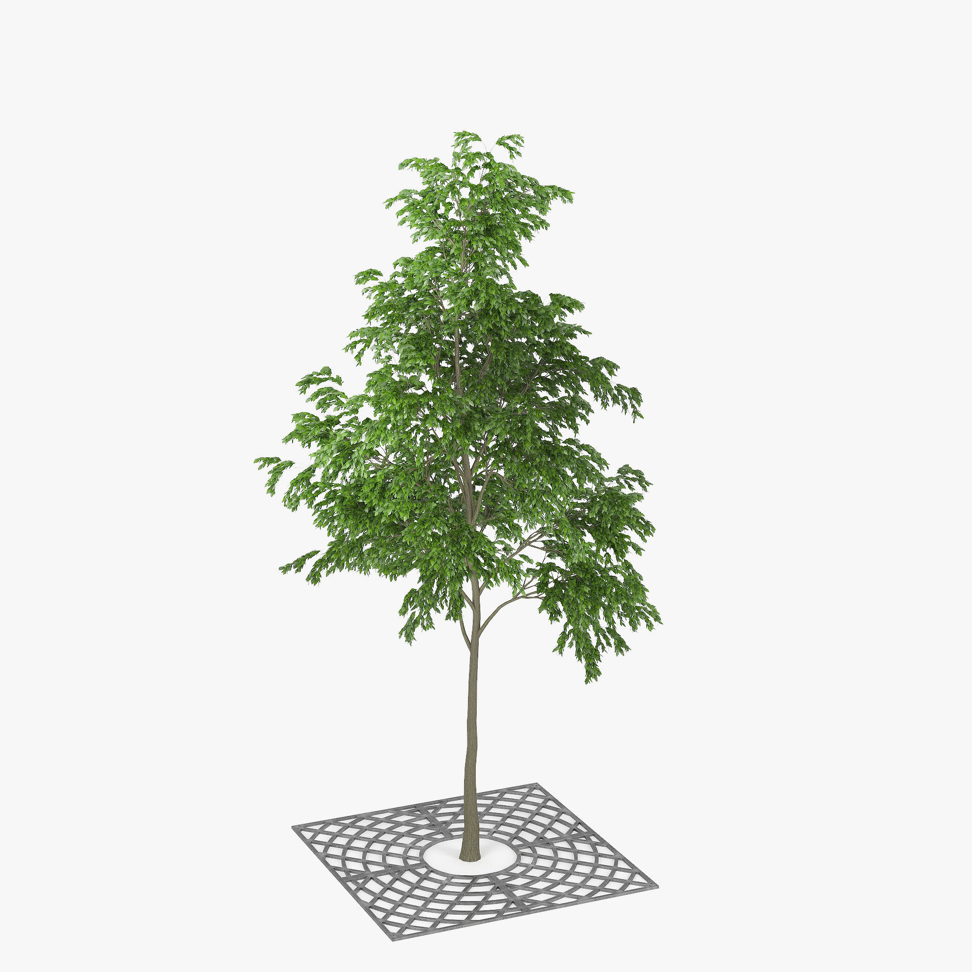 Street Tree 01 3D model_7