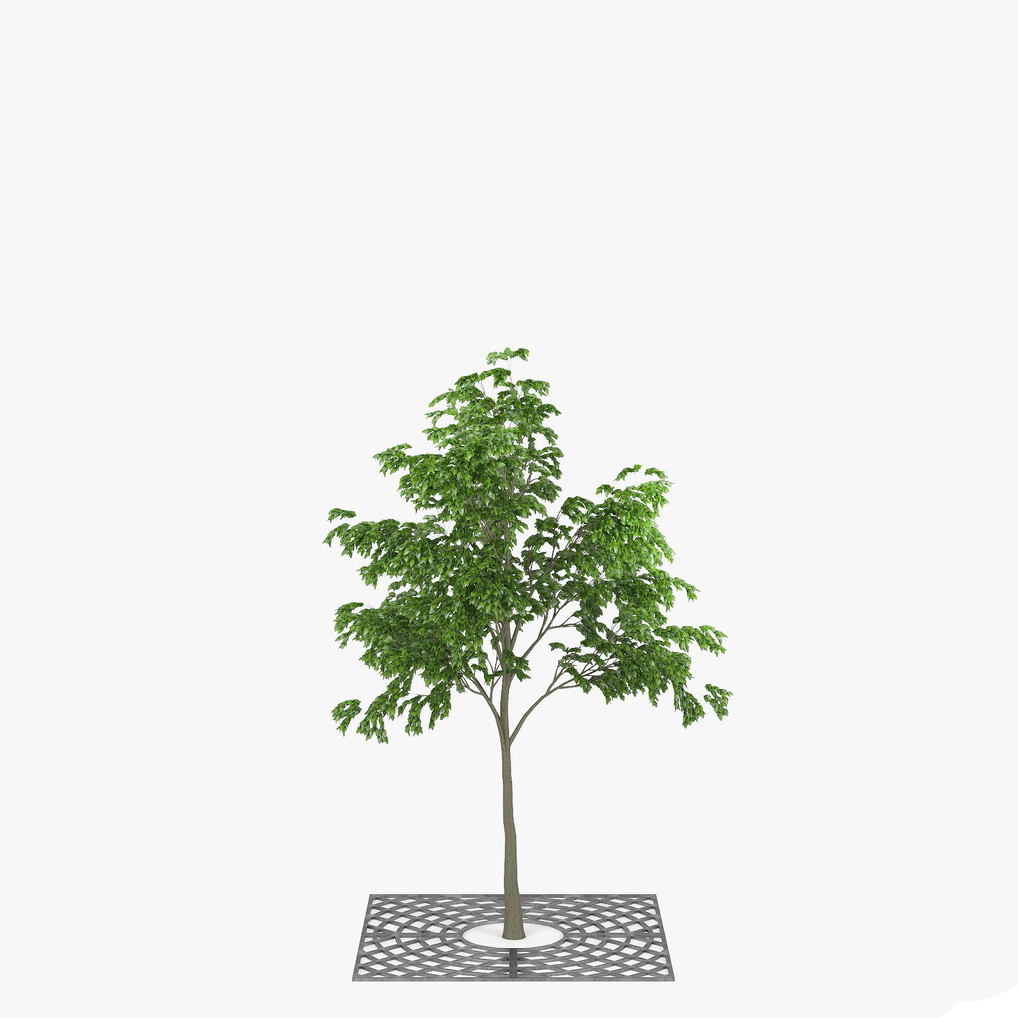 Street Tree 01 3D model_3