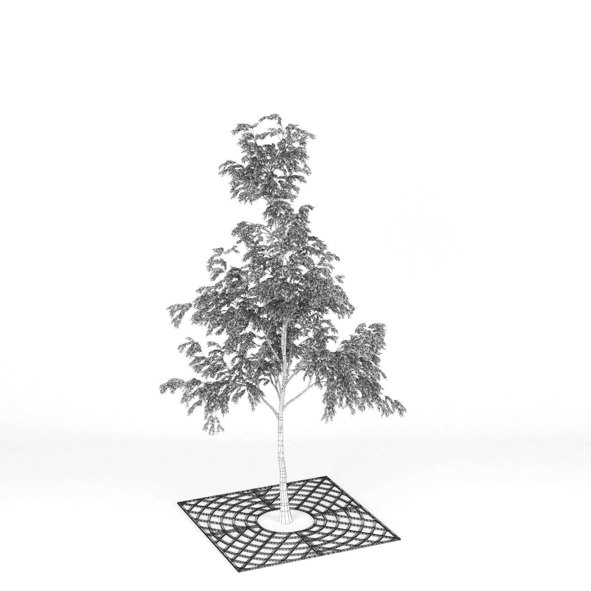 Street Tree 01 3D model_14