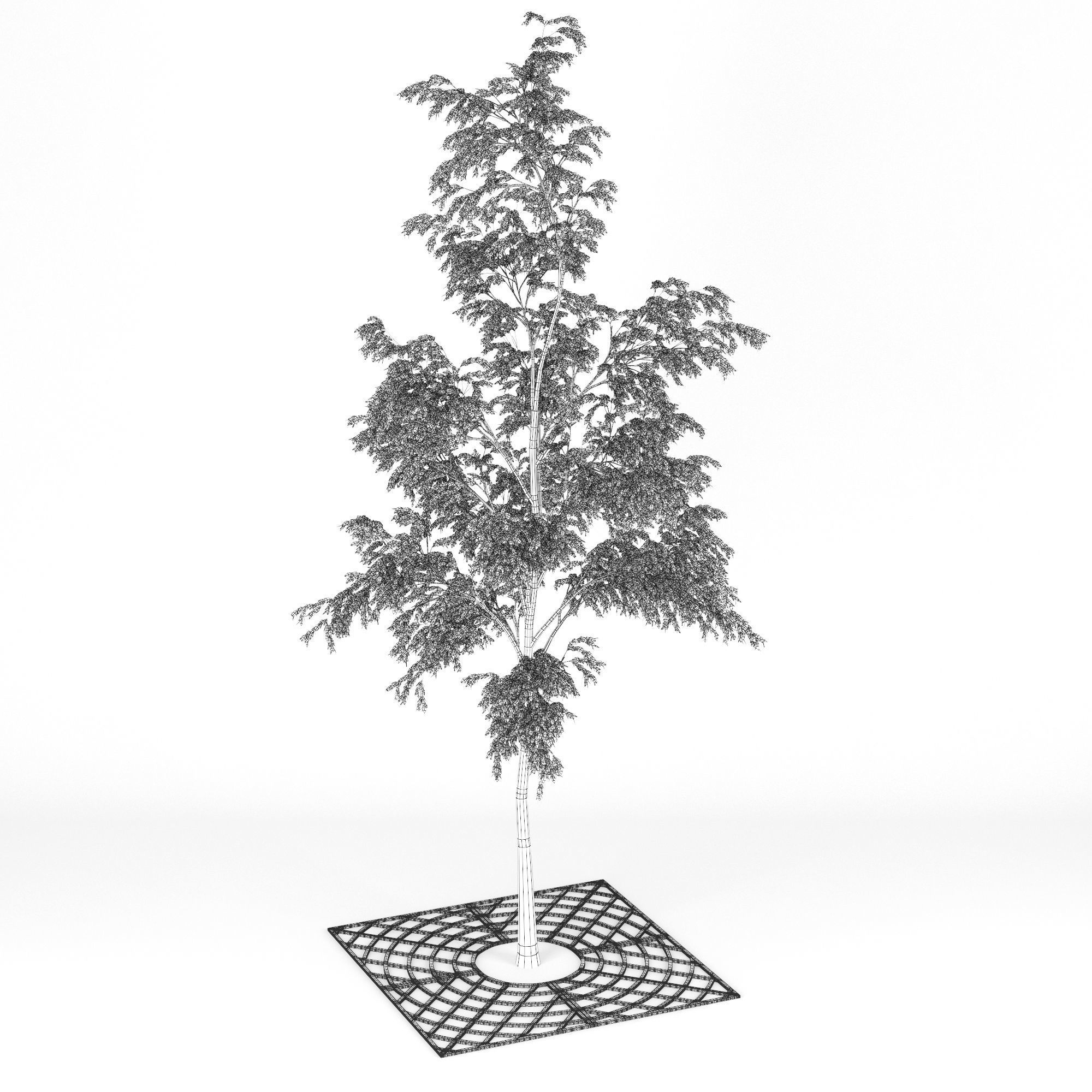 Street Tree 01 3D model_13