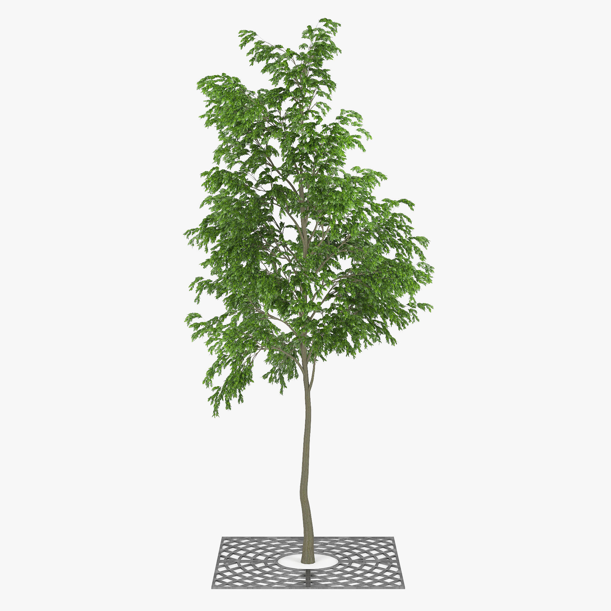 Street Tree 01 3D model_5