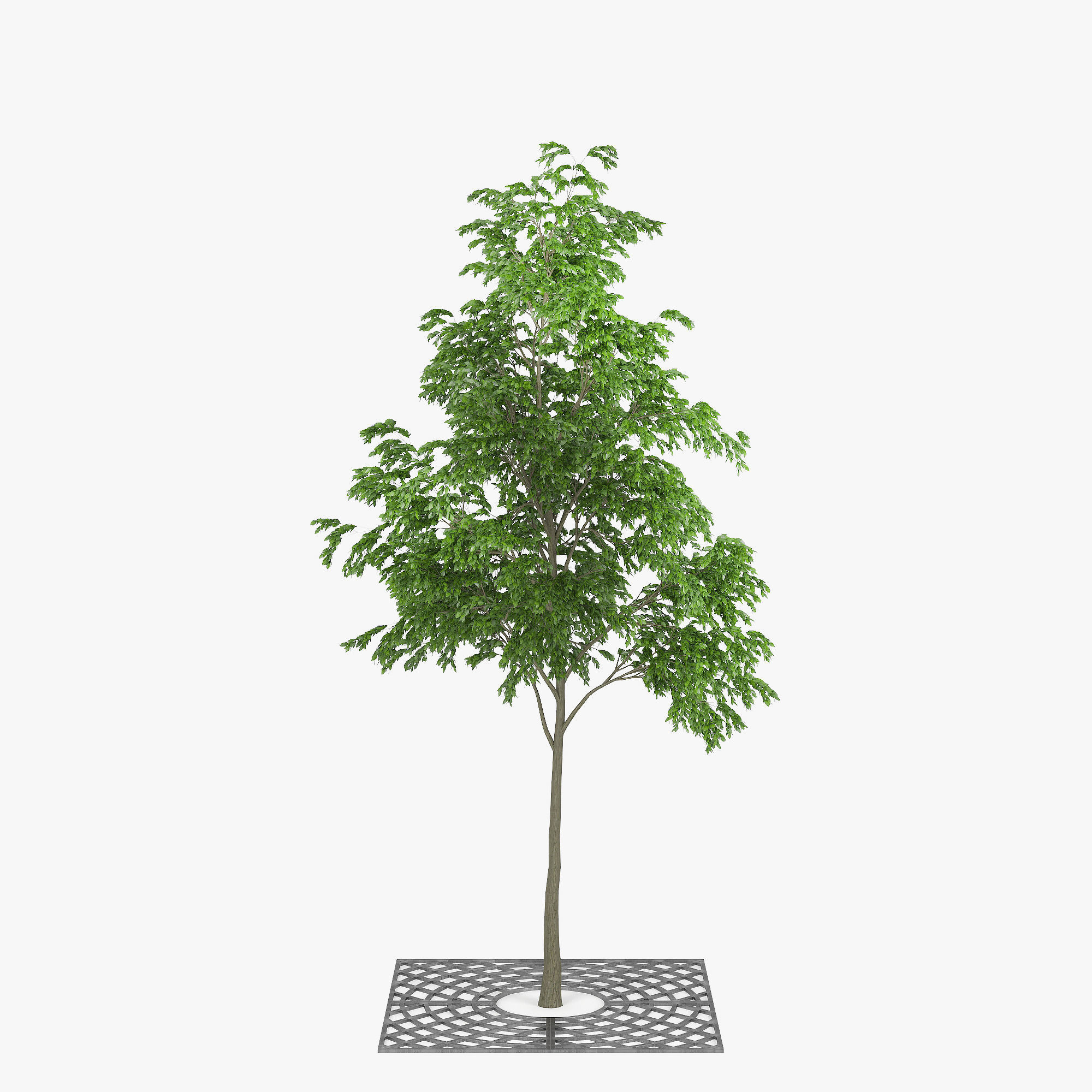 Street Tree 01 3D model_4
