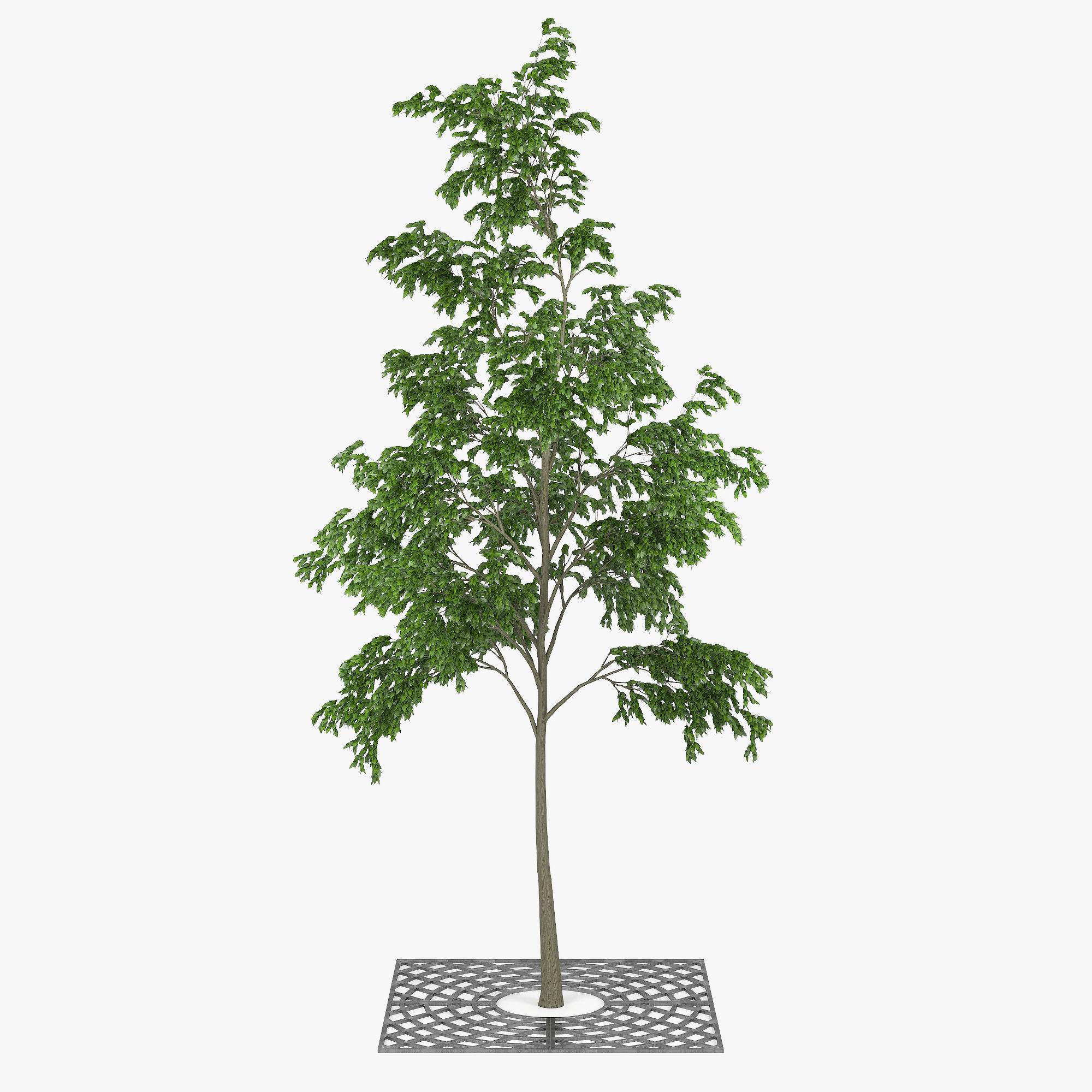 Street Tree 01 3D model_1