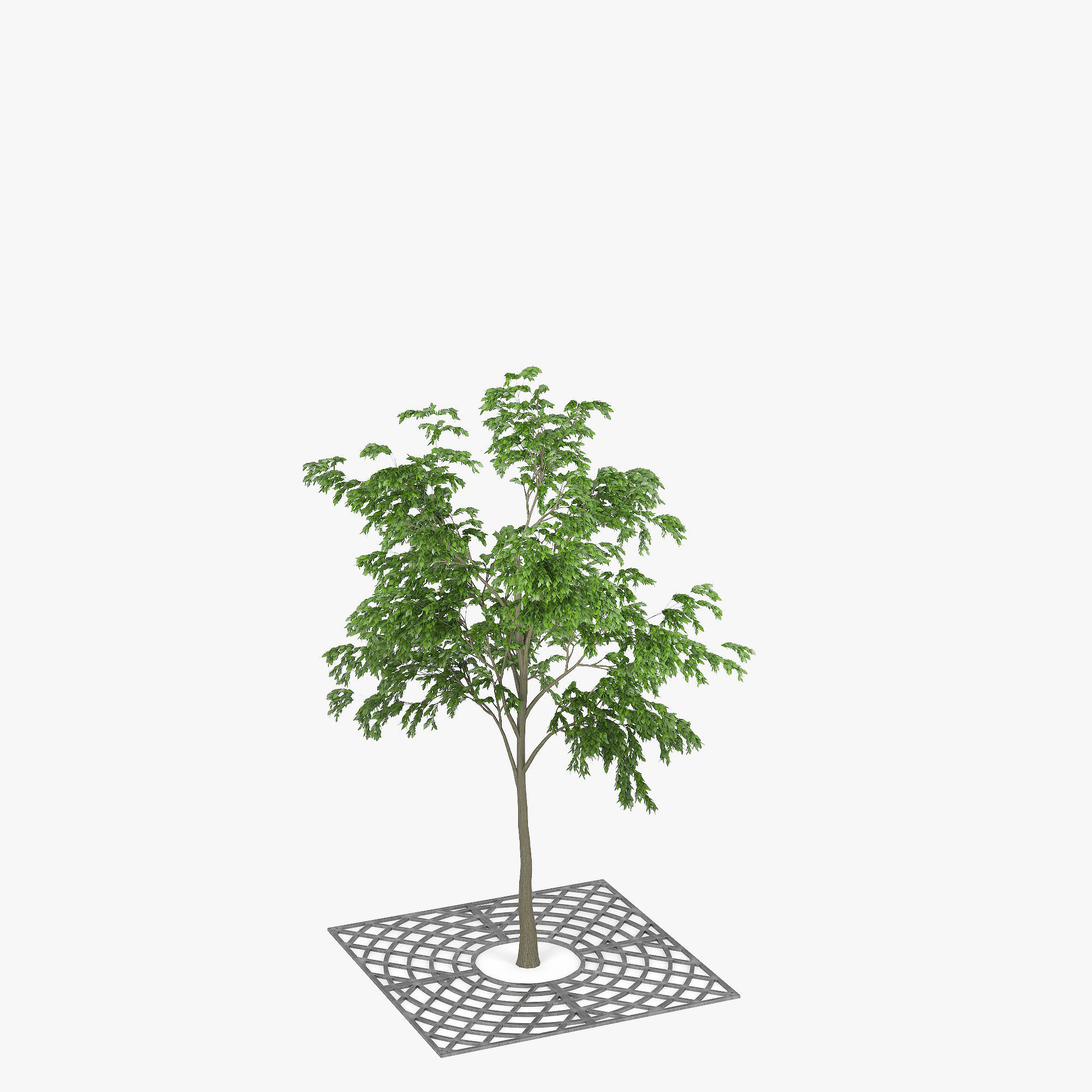 Street Tree 01 3D model_10