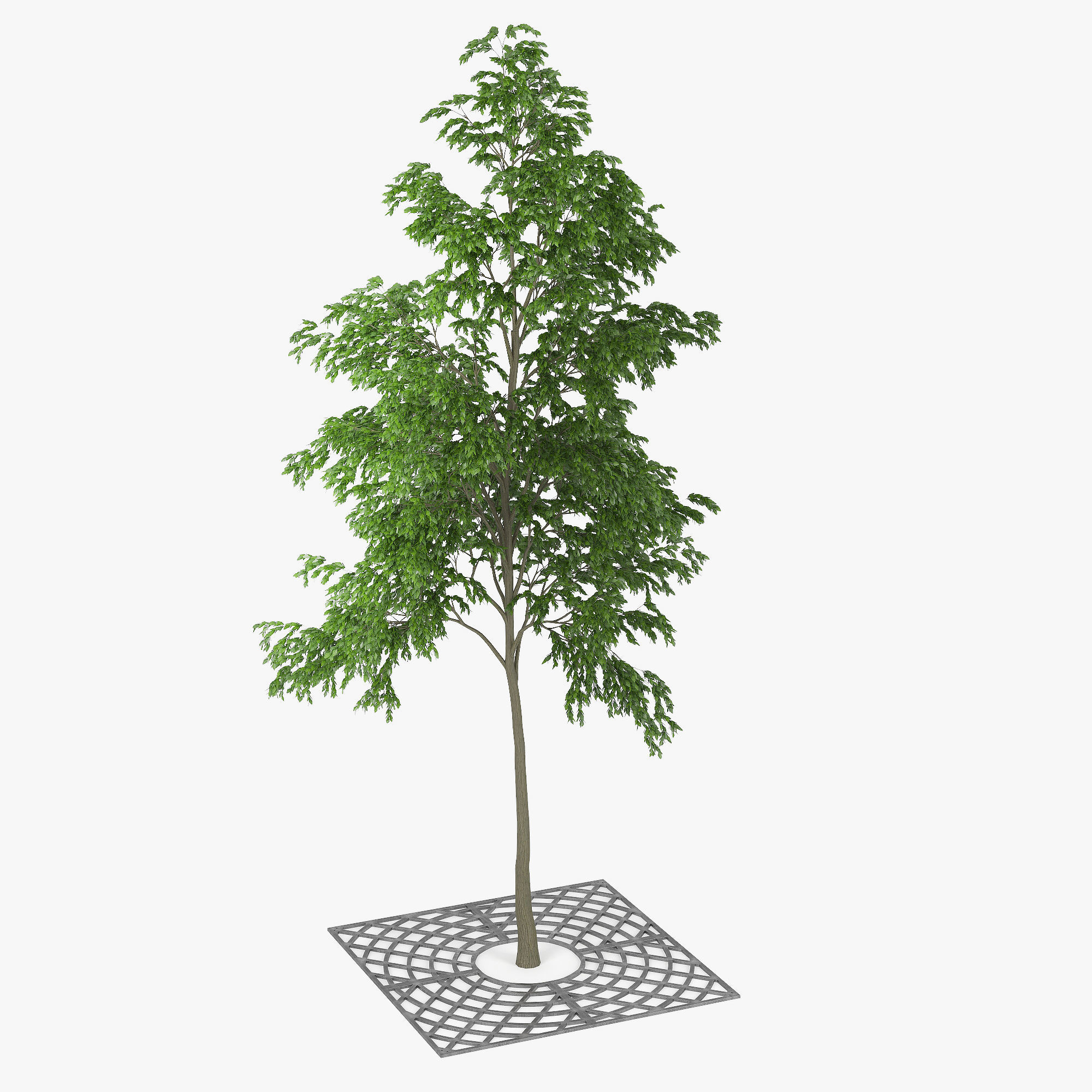 Street Tree 01 3D model_6