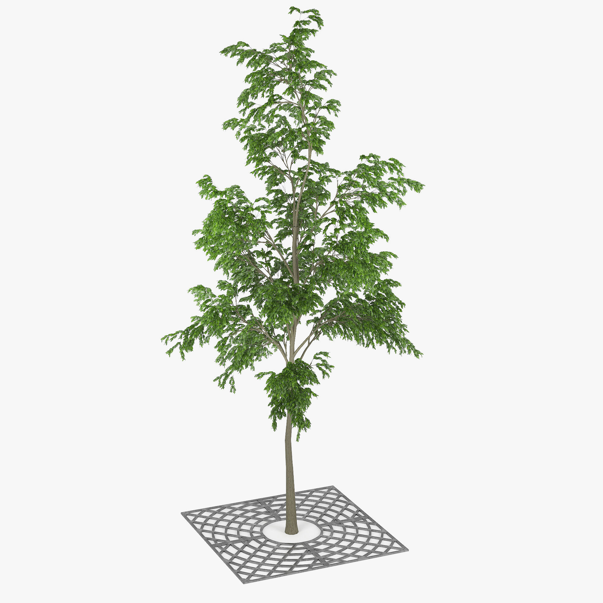 Street Tree 01 3D model_8