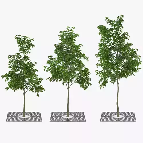 Street Tree 01 3D model