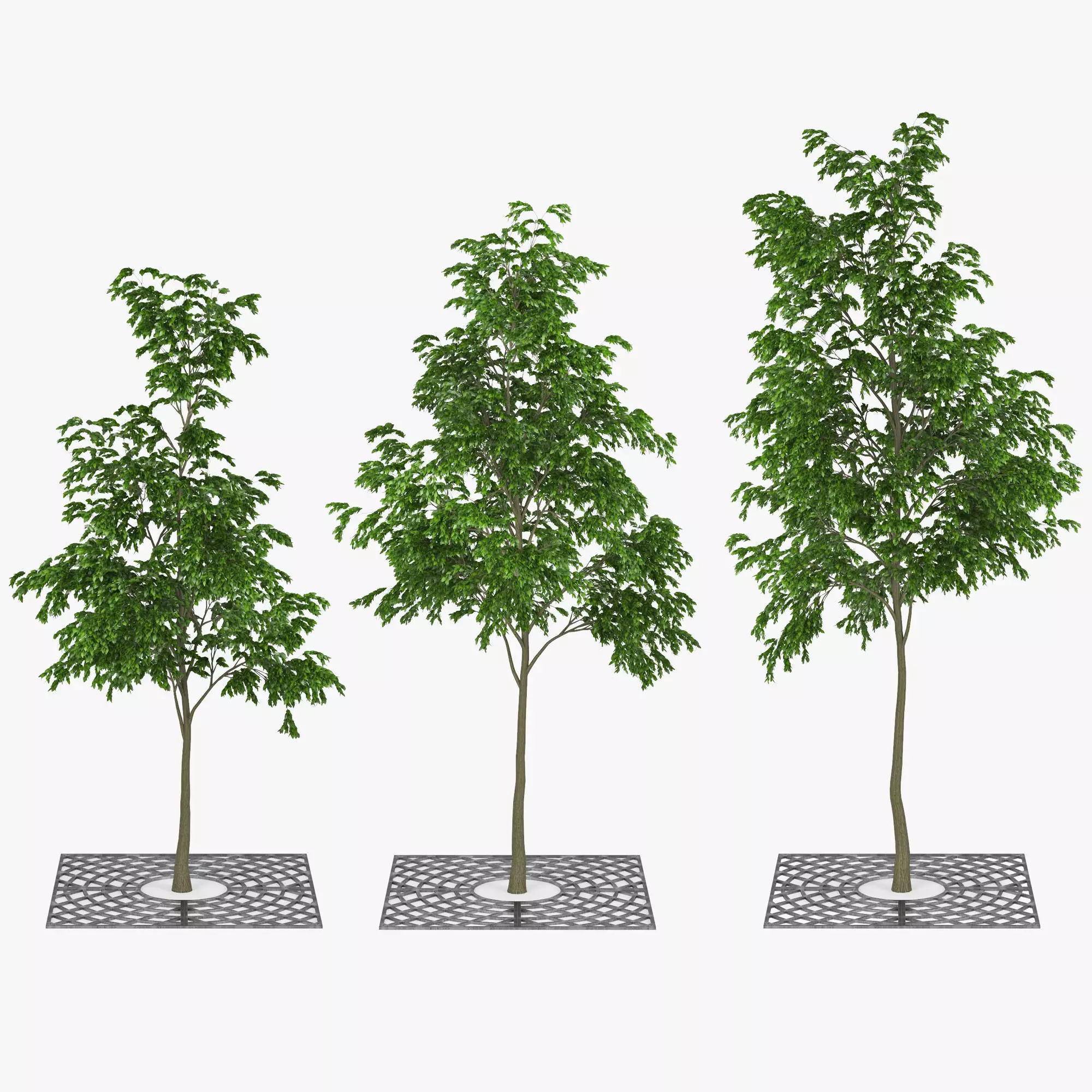 Street Tree 01 3D model_0