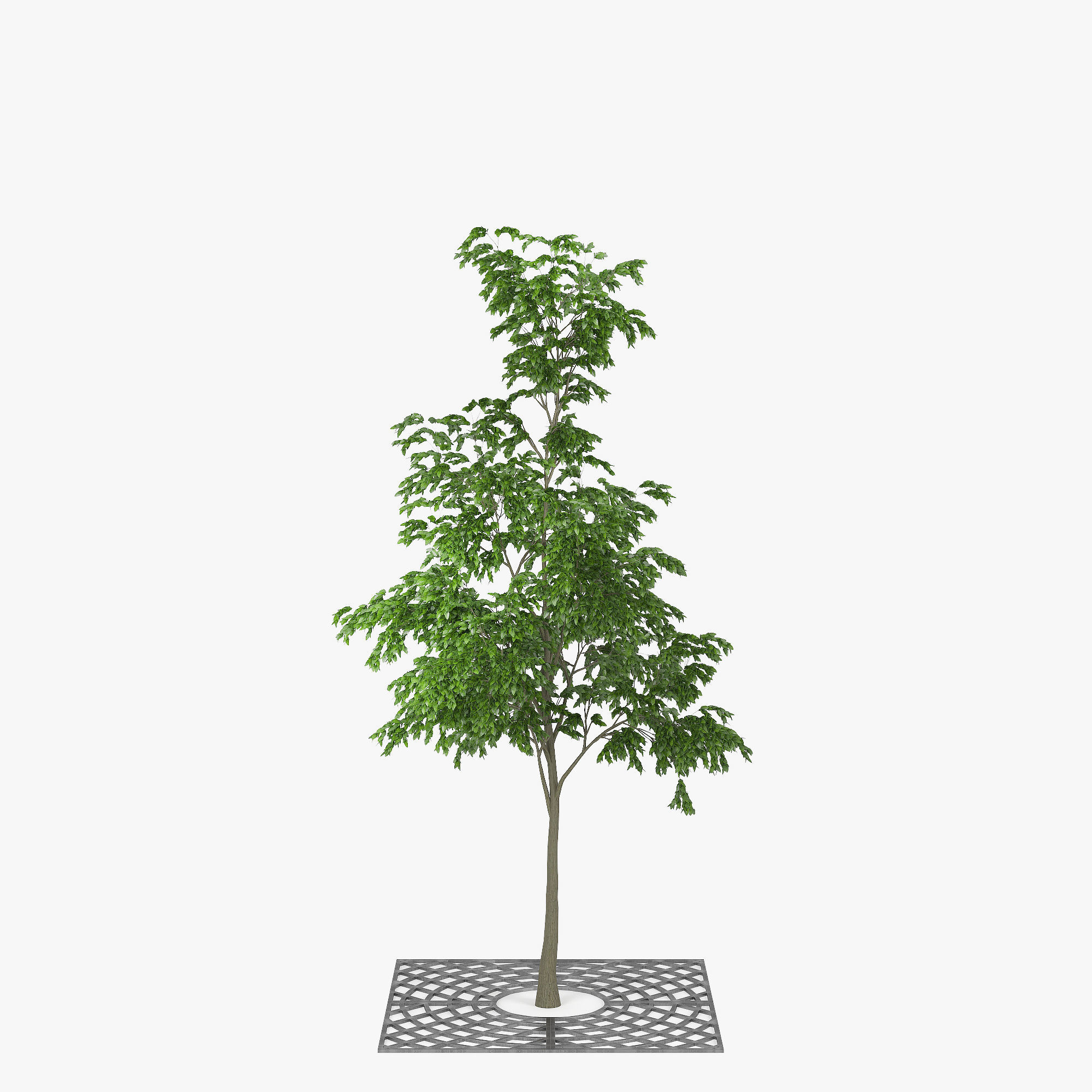 Street Tree 01 3D model_2