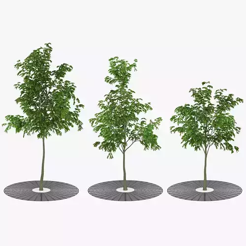 Street Tree 02 3D model
