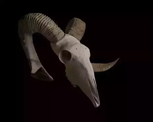 goat skull model