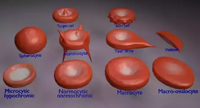 RBC types 3D model