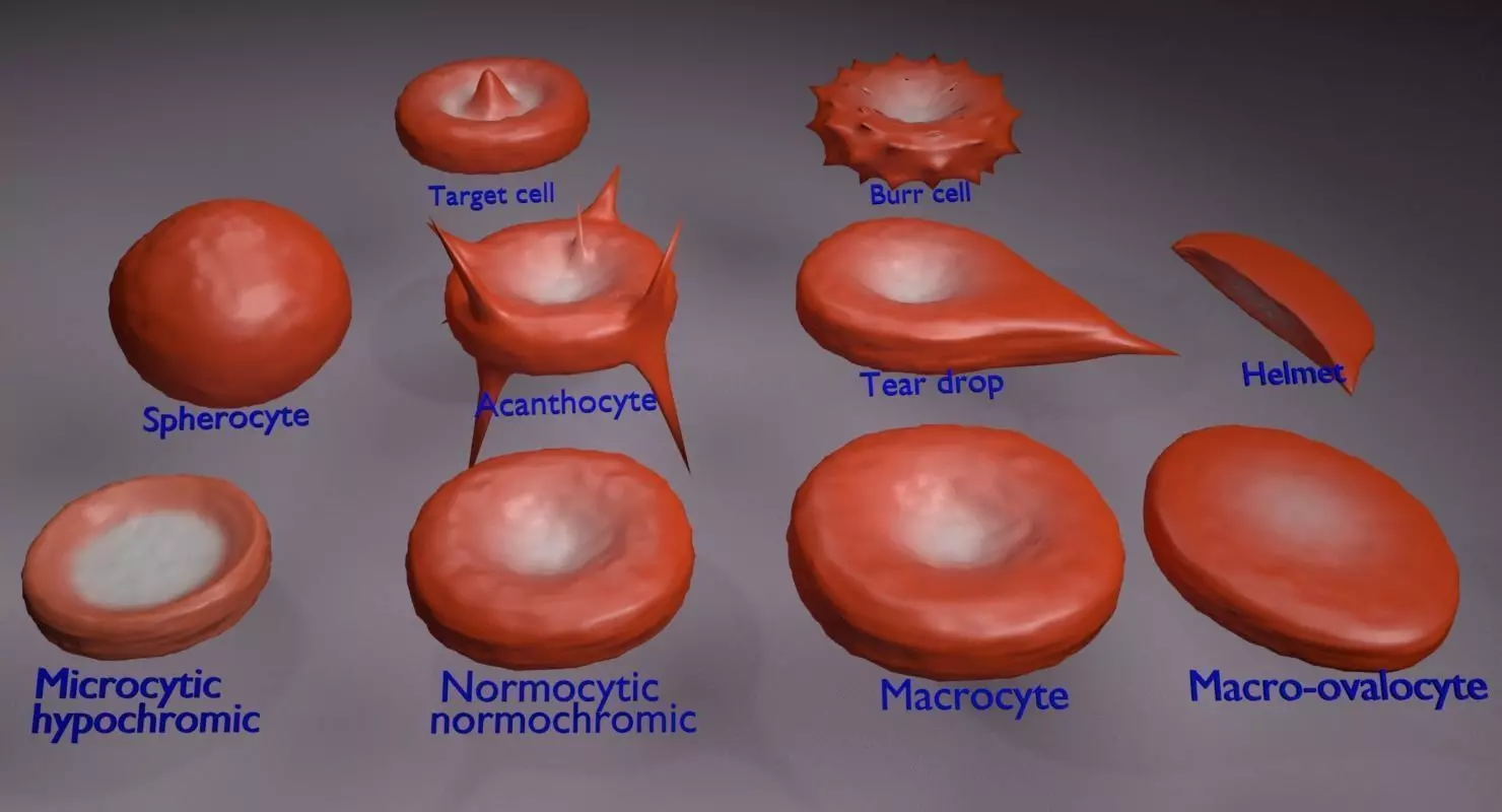 RBC types 3D model