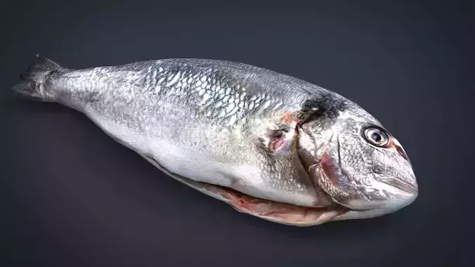 Gilt-head bream Low-poly 3D model