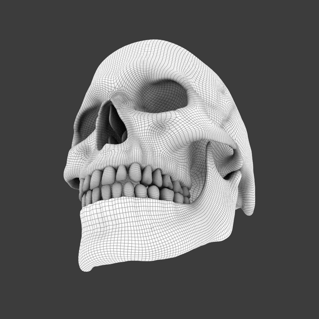 High Poly Skull 3D model_4