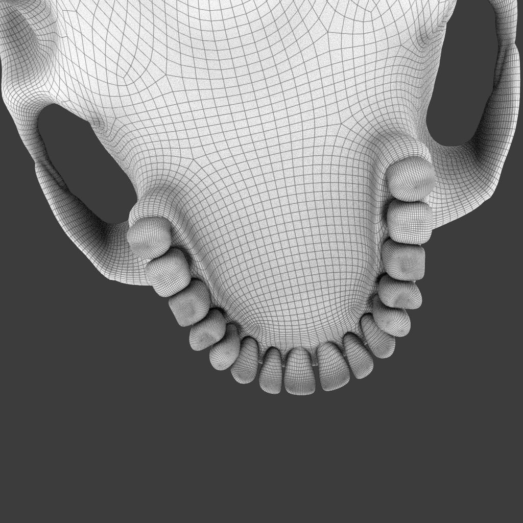 High Poly Skull 3D model_12