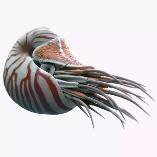 Nautilus belauensis Low-poly 3D model