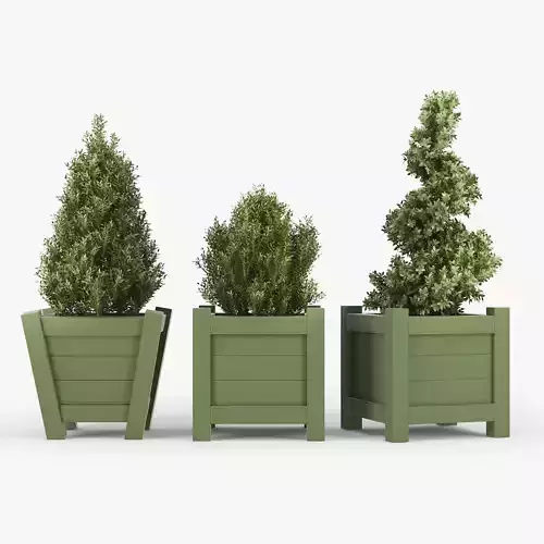 Buxus green pot