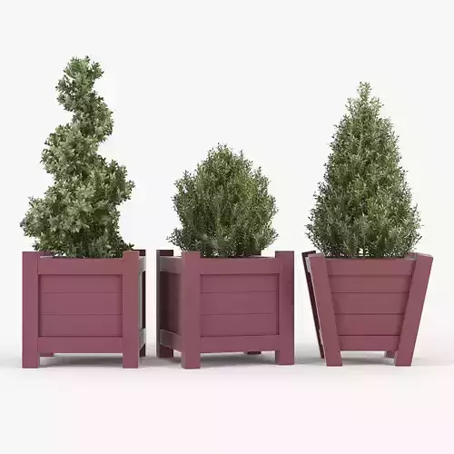 Buxus red pot