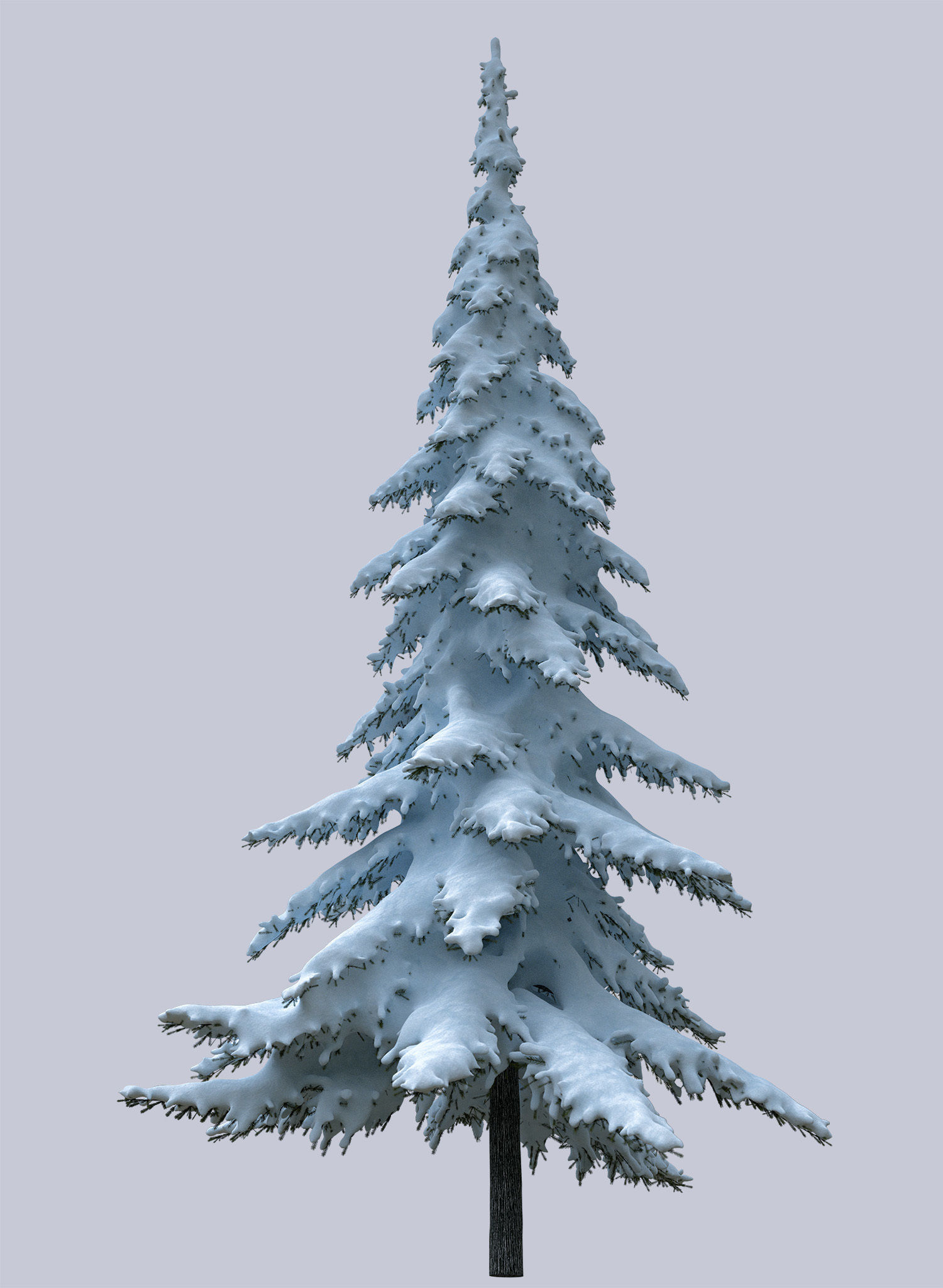 Snow-covered trees 3D model_1