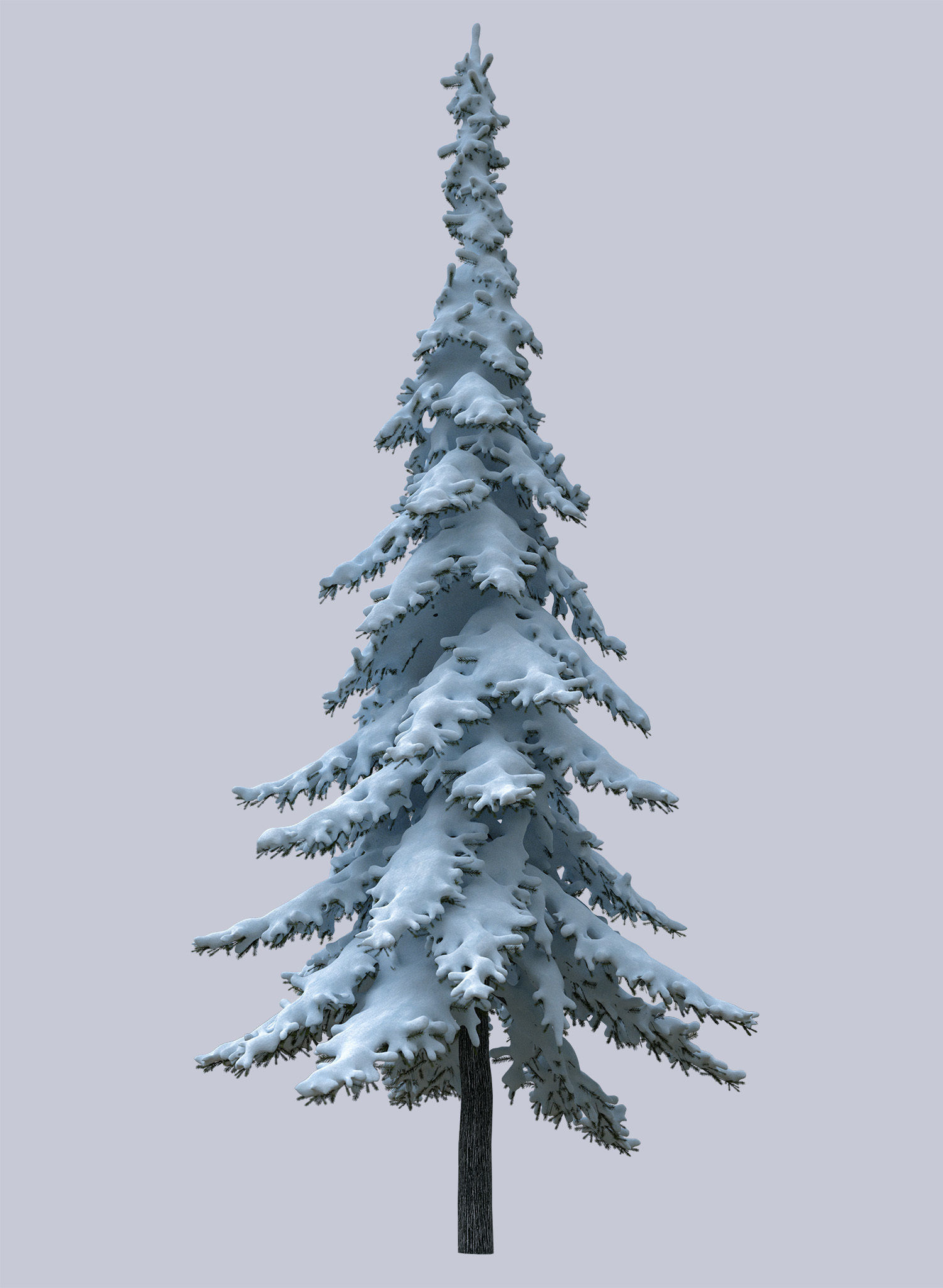 Snow-covered trees 3D model_5