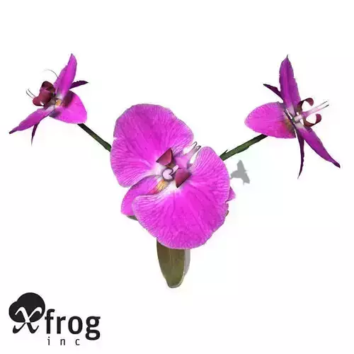 XfrogPlants Flowers MegaBundle 3D Model Collection