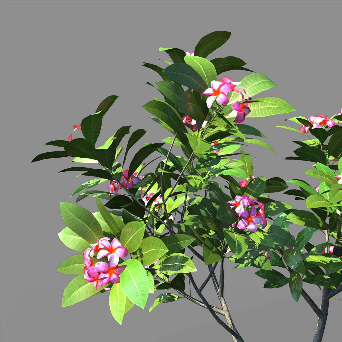 Plumeria Animated Collection 1 3D model_8