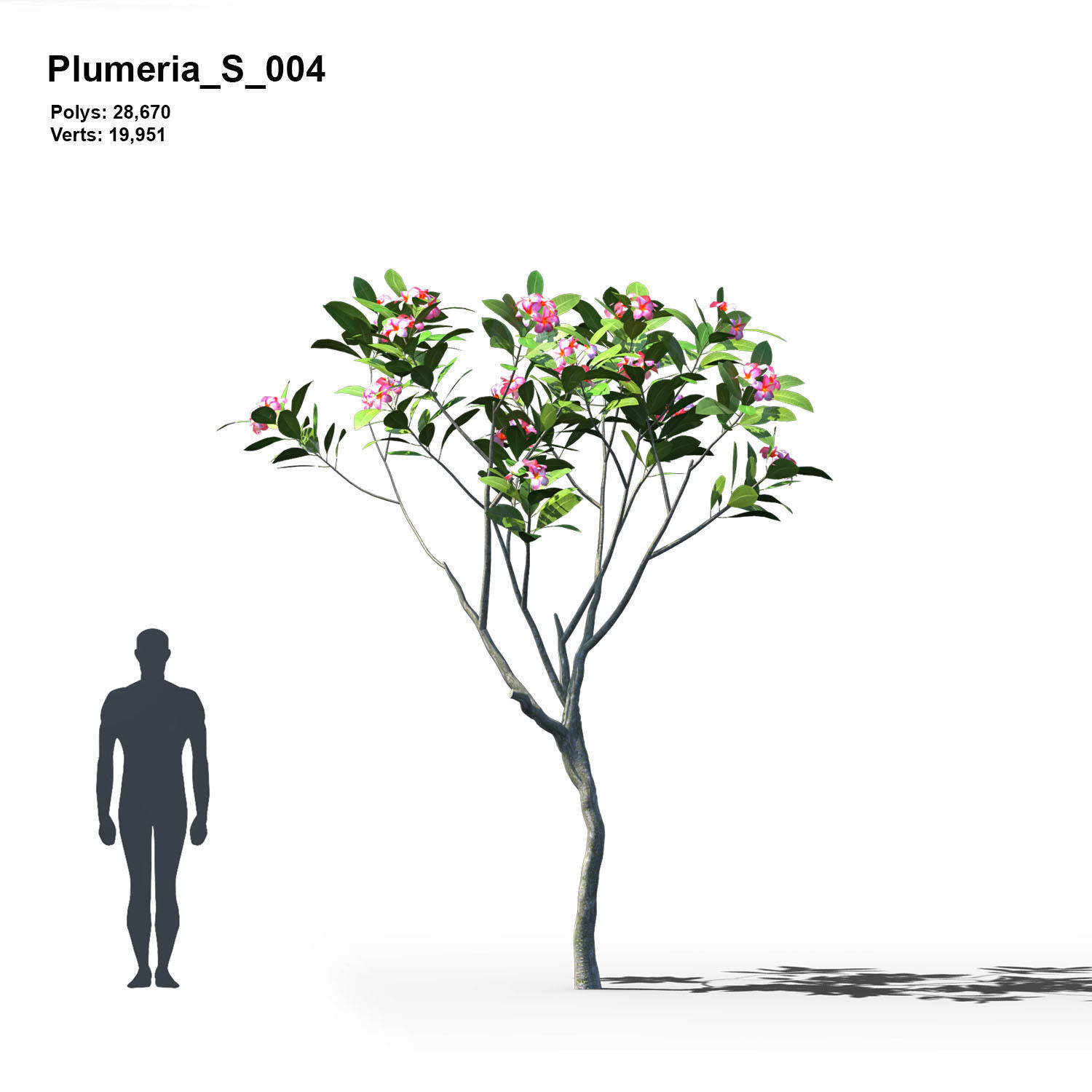 Plumeria Animated Collection 1 3D model_5