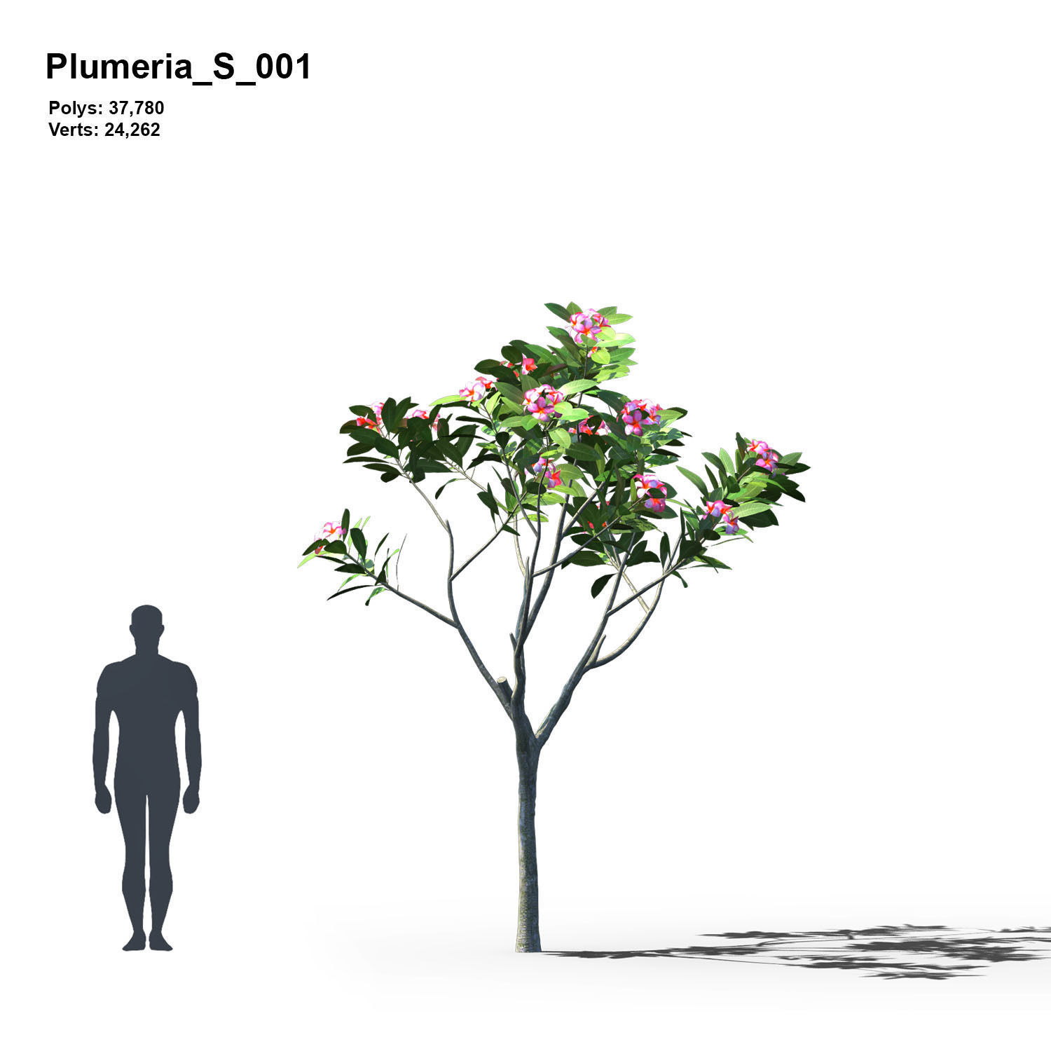 Plumeria Animated Collection 1 3D model_2
