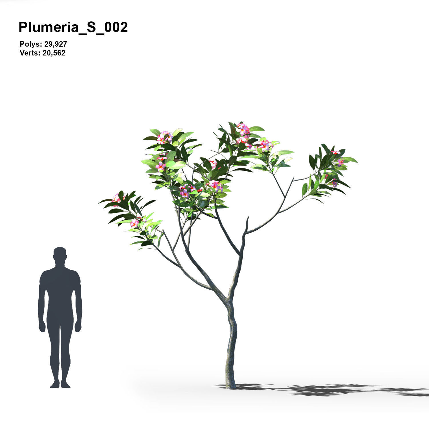 Plumeria Animated Collection 1 3D model_3