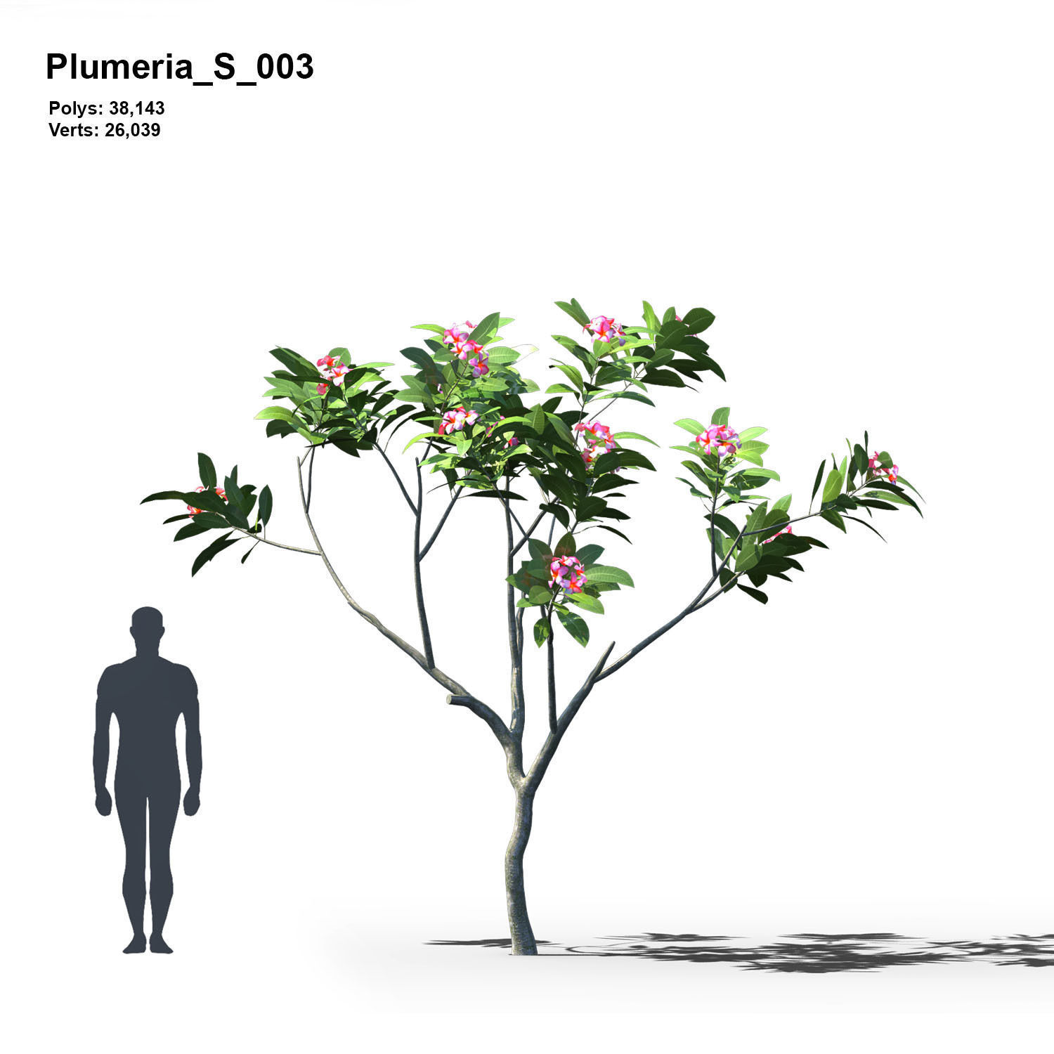 Plumeria Animated Collection 1 3D model_4