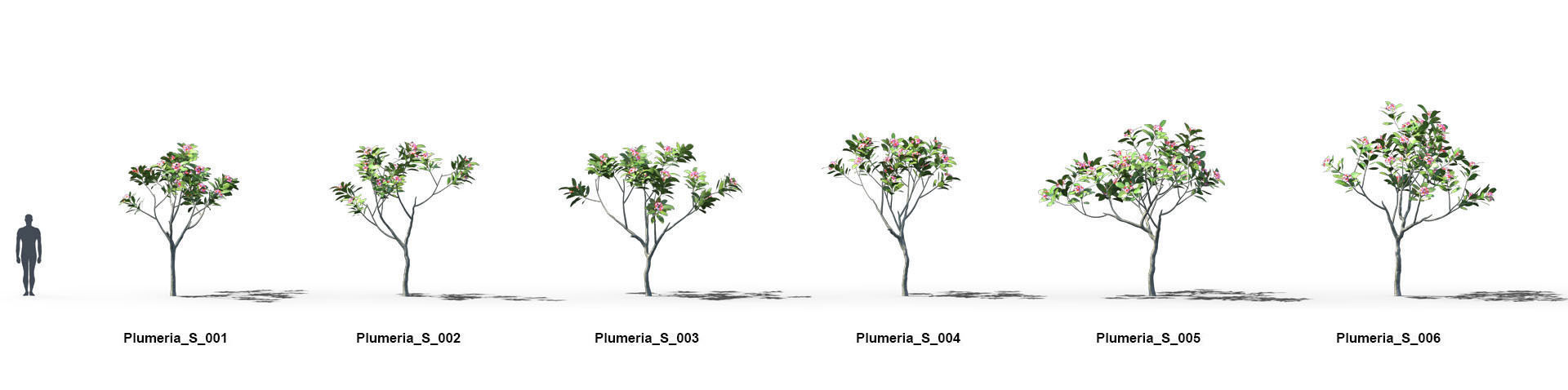 Plumeria Animated Collection 1 3D model_1