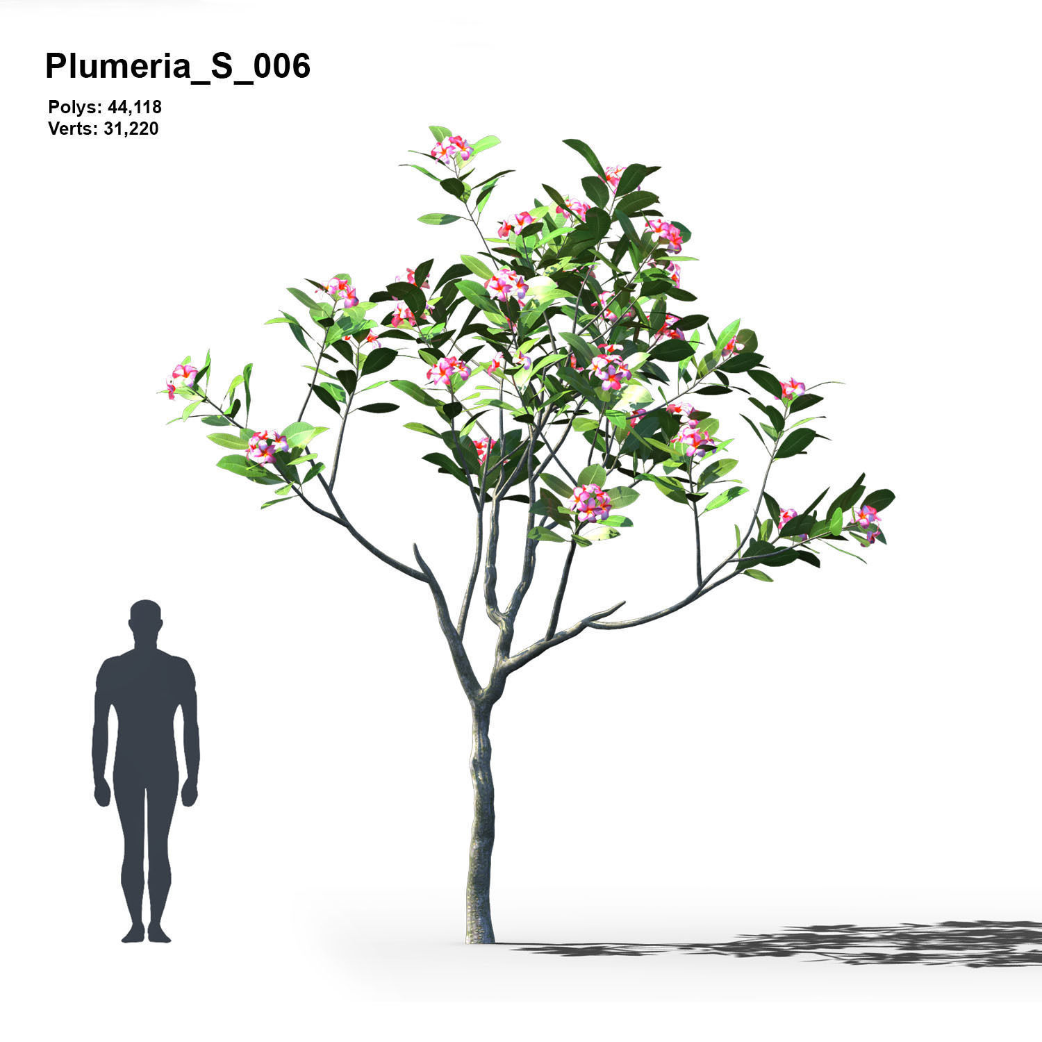 Plumeria Animated Collection 2 3D model_8