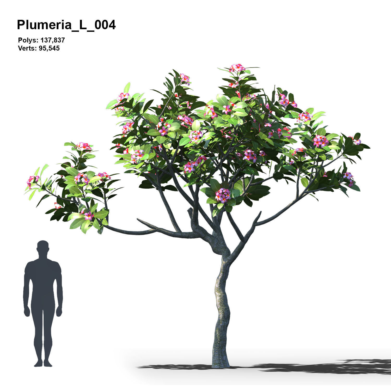 Plumeria Animated Collection 2 3D model_5