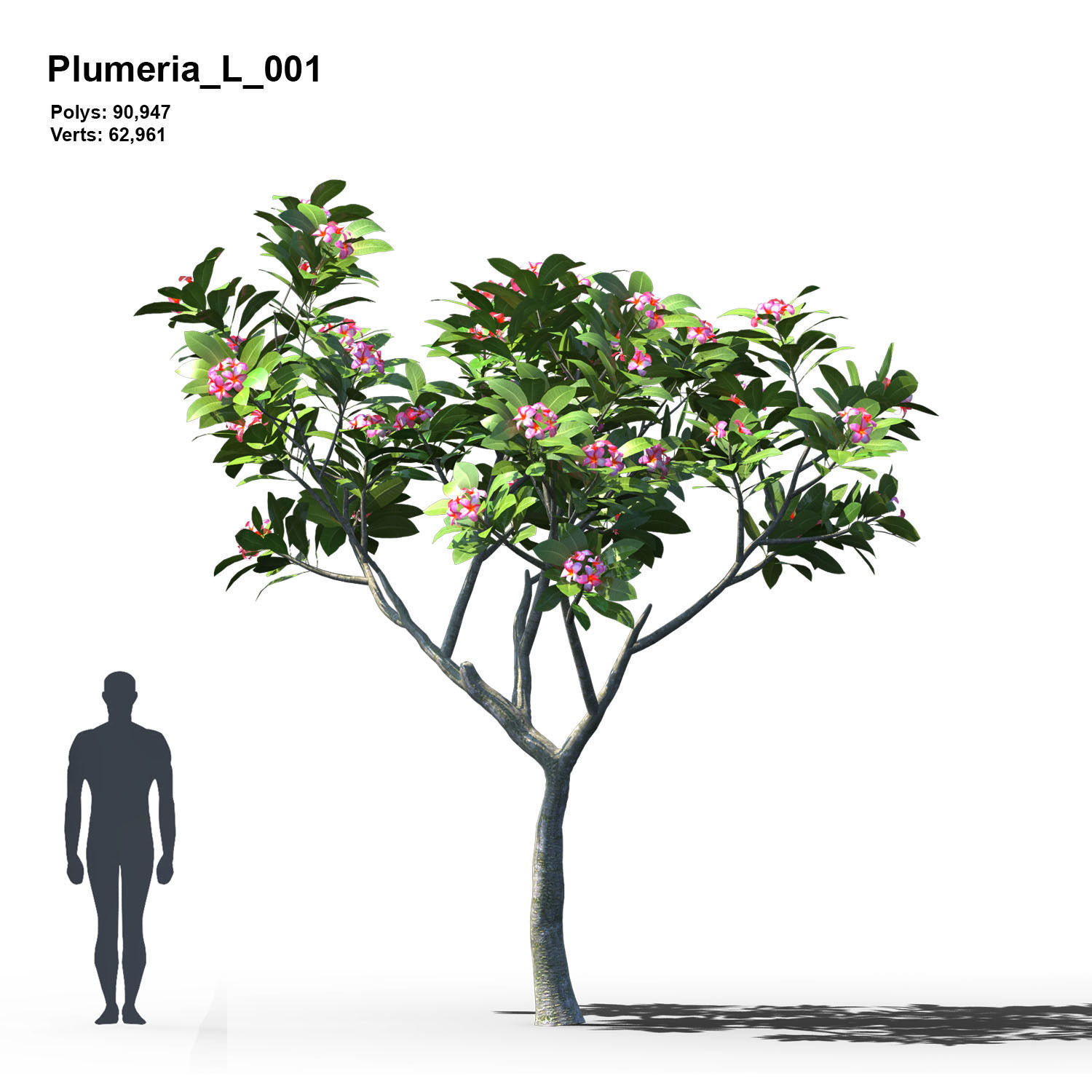 Plumeria Animated Collection 2 3D model_2
