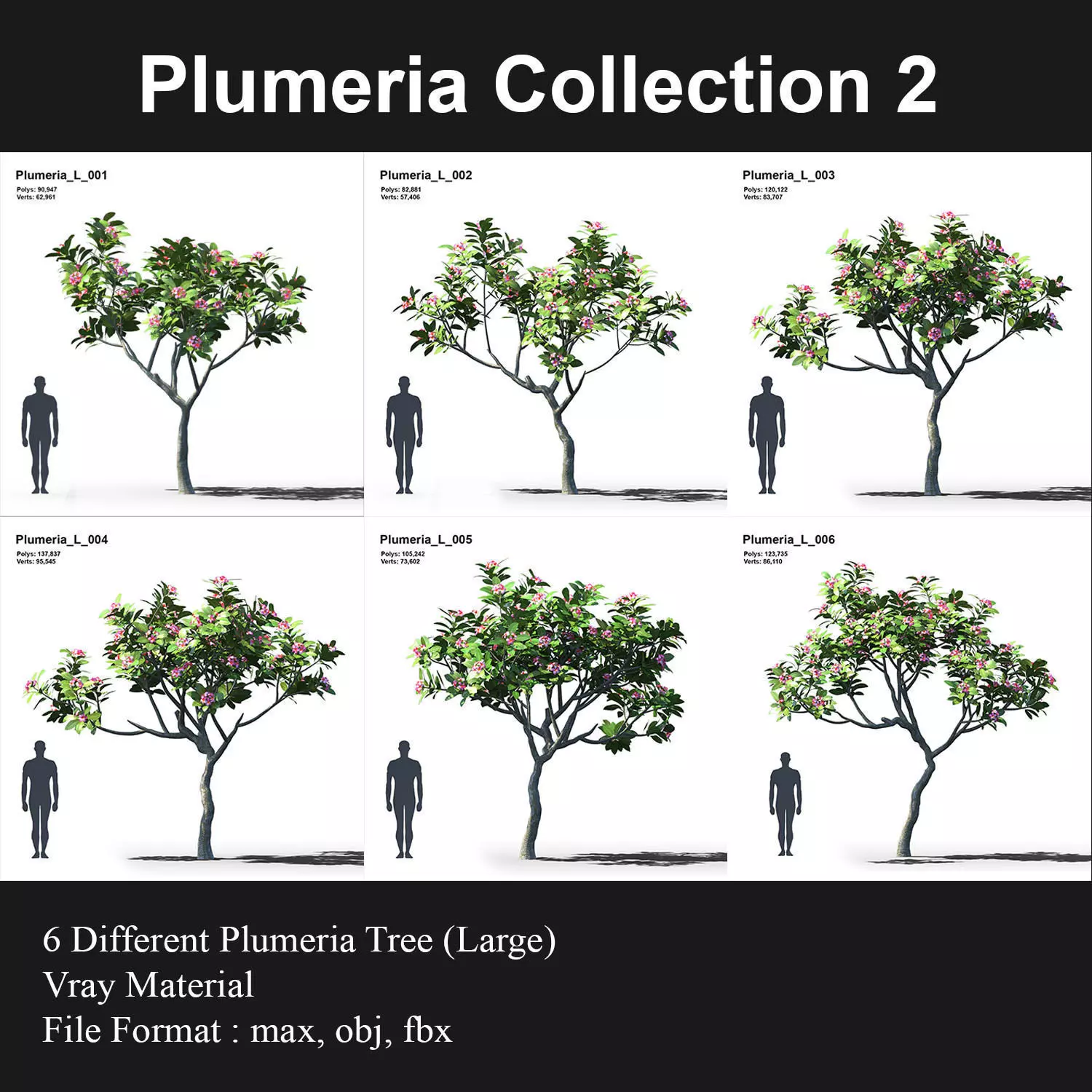 Plumeria Animated Collection 2 3D model_0