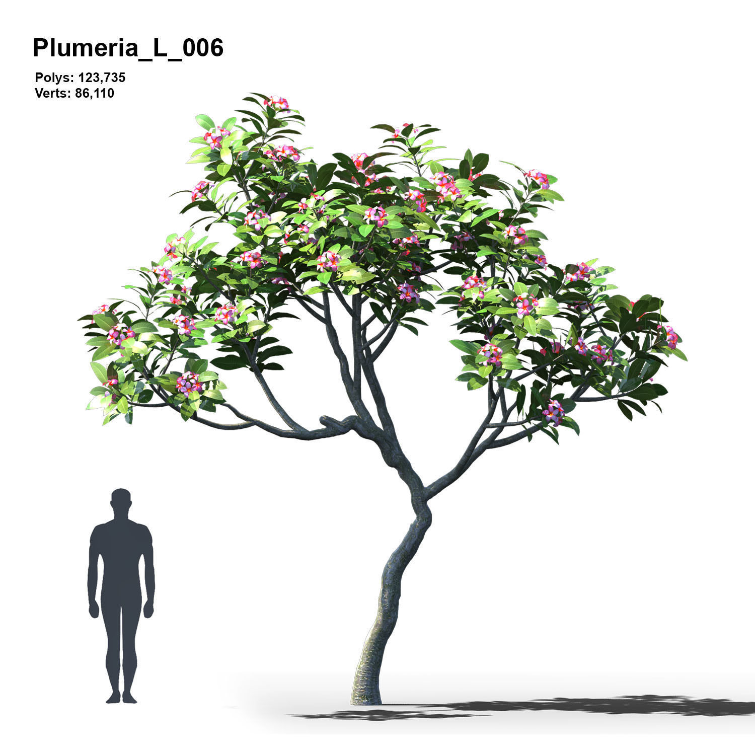 Plumeria Animated Collection 2 3D model_7