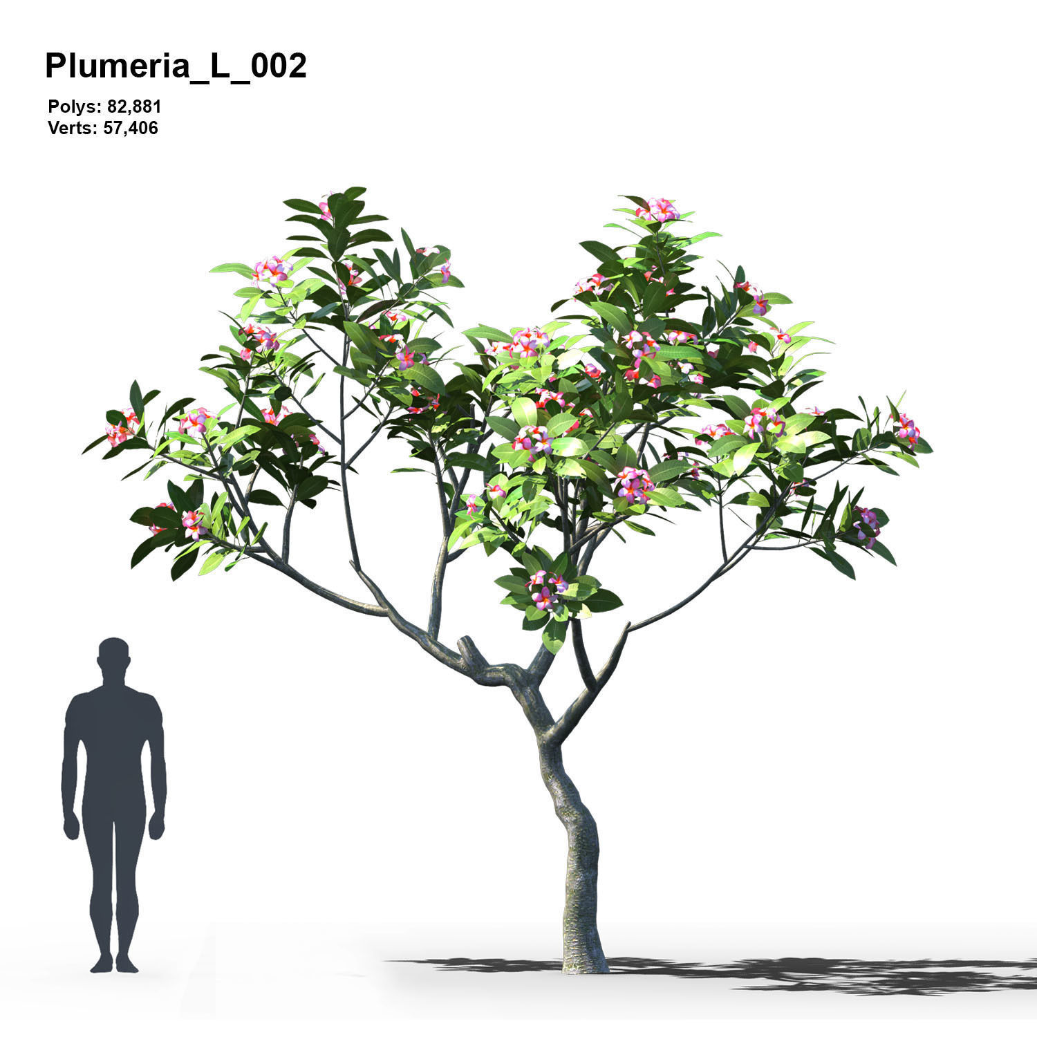 Plumeria Animated Collection 2 3D model_3
