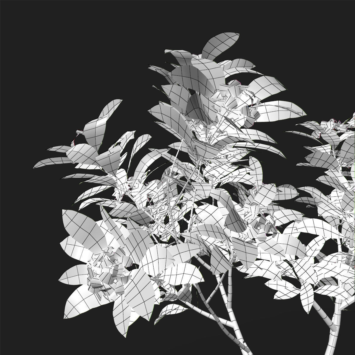 Plumeria Animated Collection 2 3D model_11