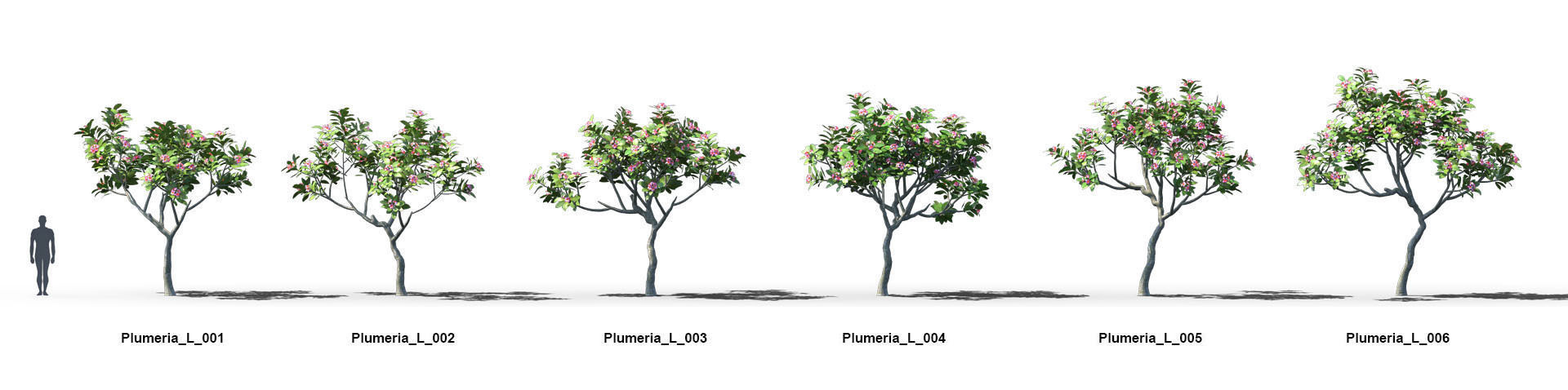 Plumeria Animated Collection 2 3D model_1
