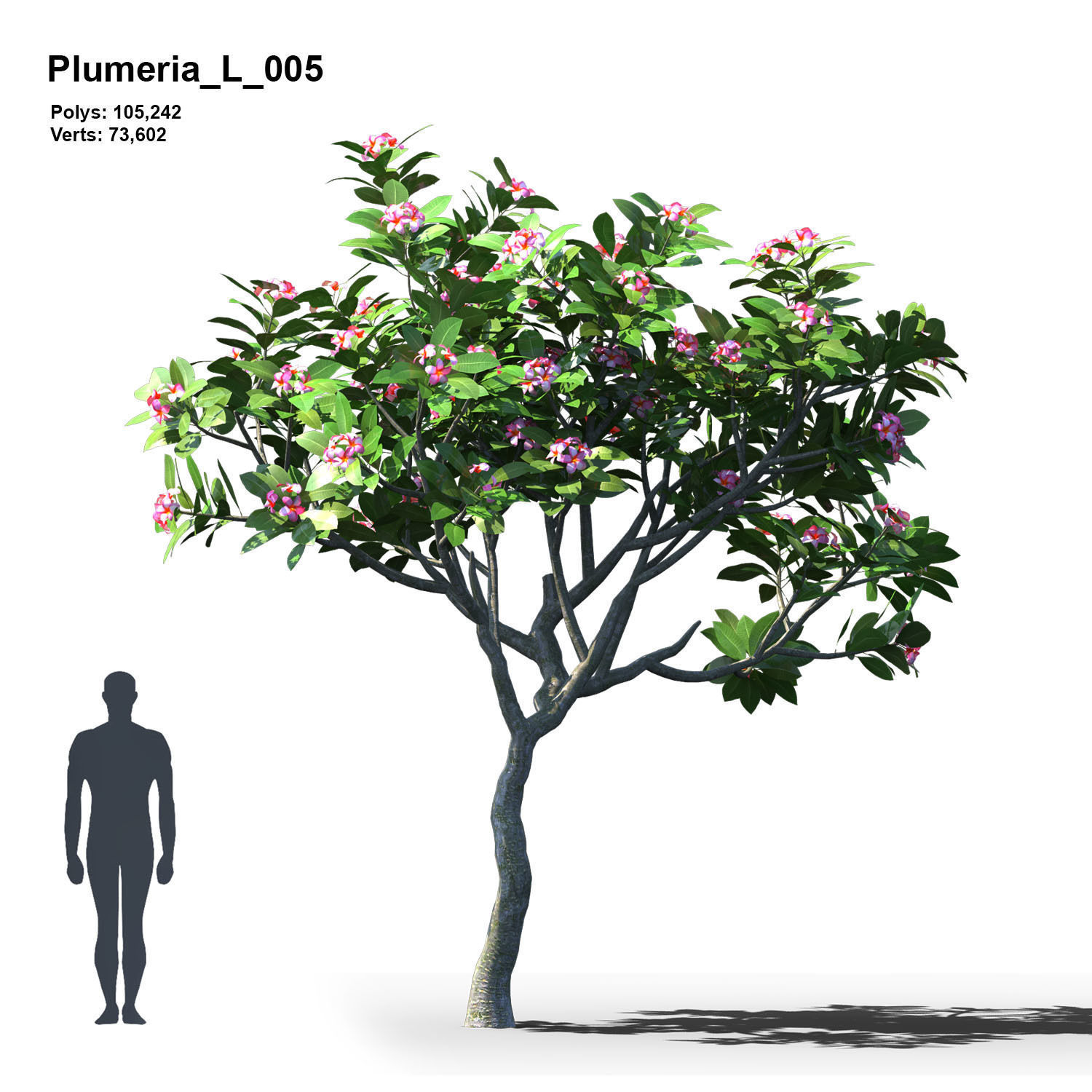 Plumeria Animated Collection 2 3D model_6