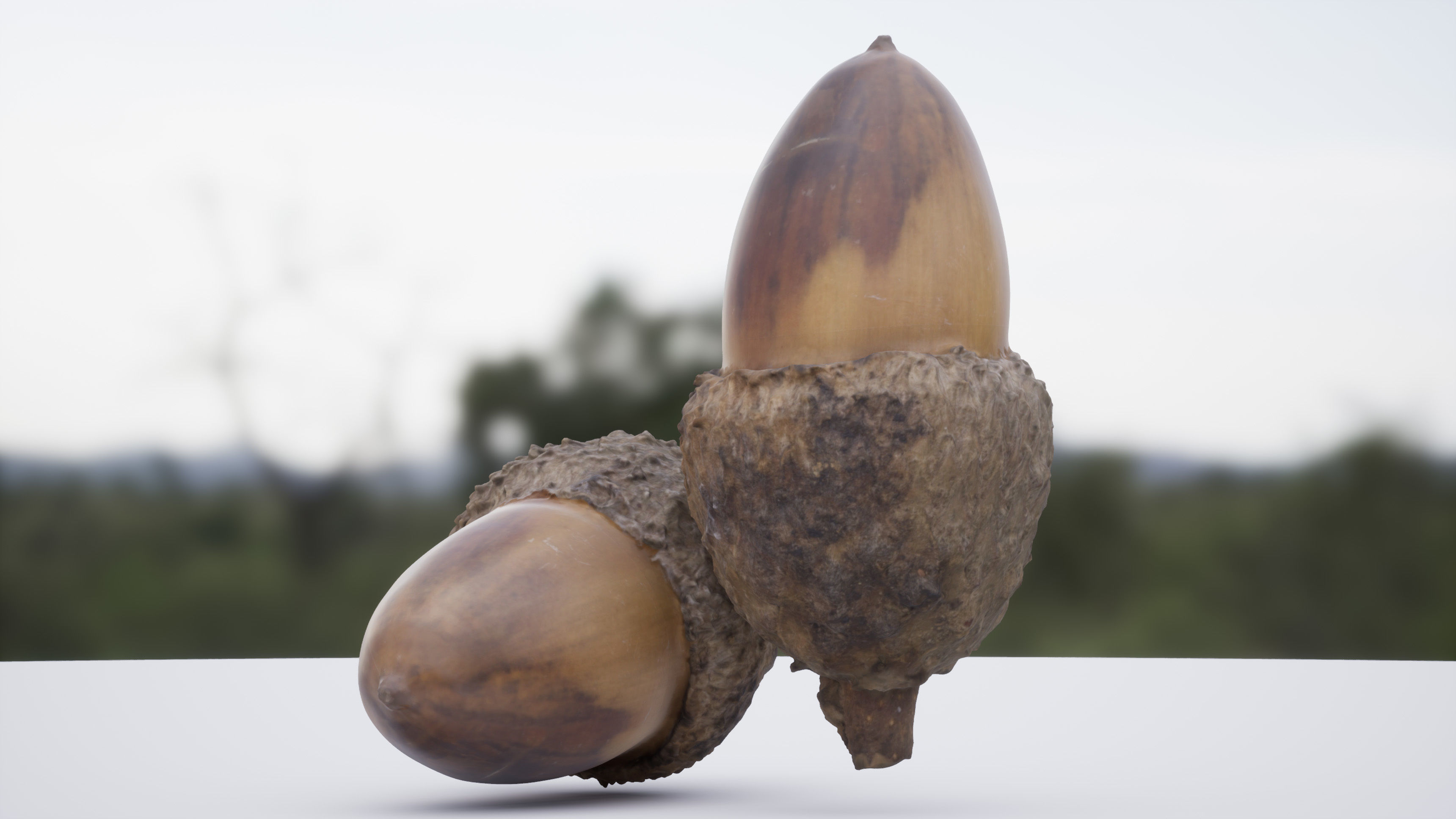 Acorn 4K Photoscanned Low-poly 3D model_2