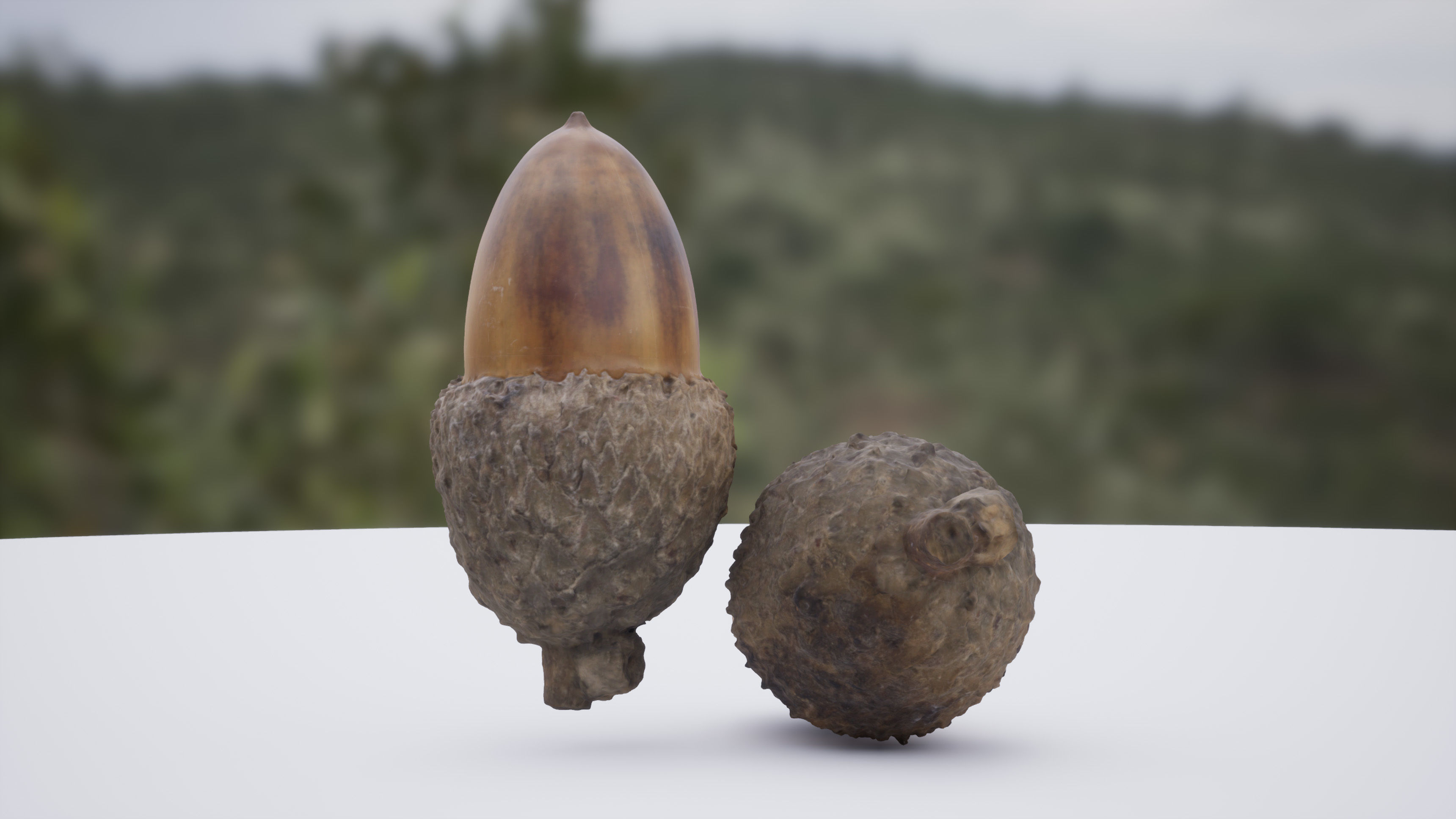 Acorn 4K Photoscanned Low-poly 3D model_5