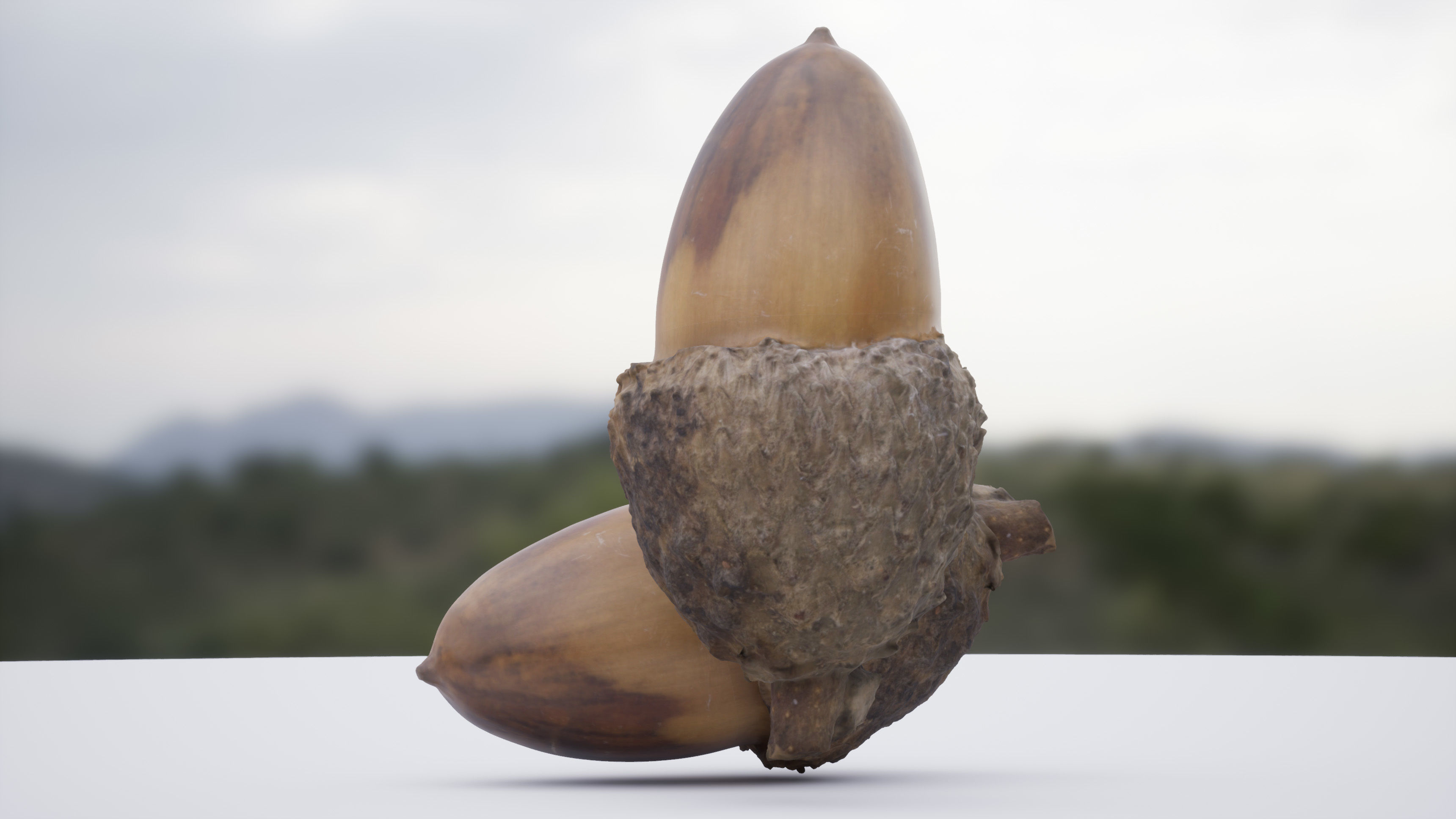 Acorn 4K Photoscanned Low-poly 3D model_3