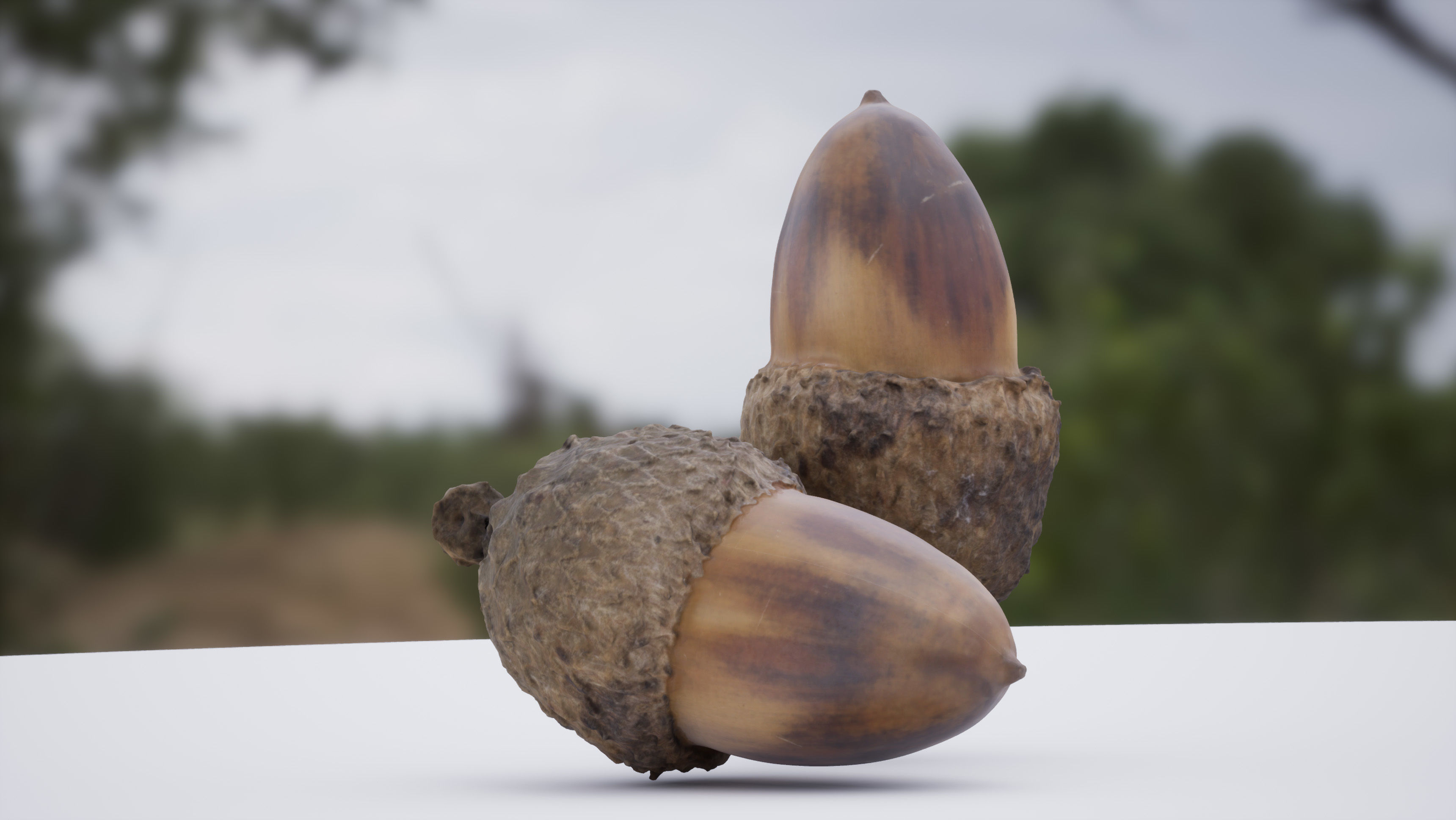 Acorn 4K Photoscanned Low-poly 3D model_8