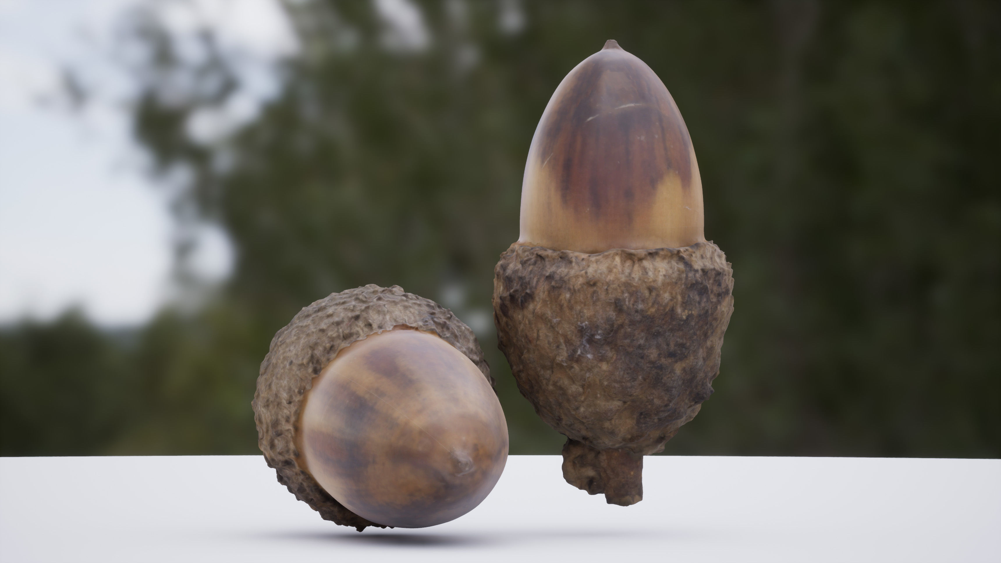 Acorn 4K Photoscanned Low-poly 3D model_1