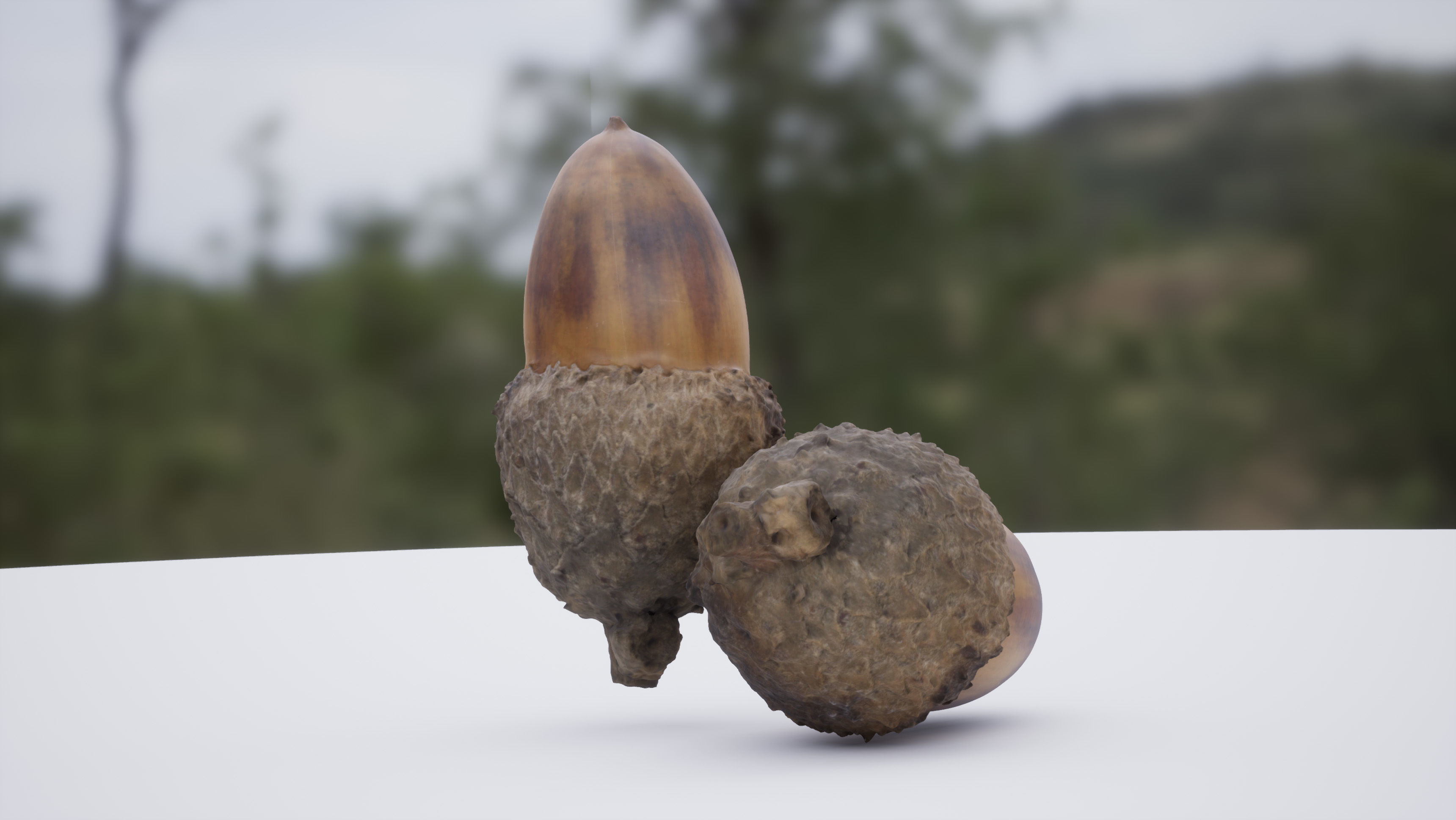 Acorn 4K Photoscanned Low-poly 3D model_6