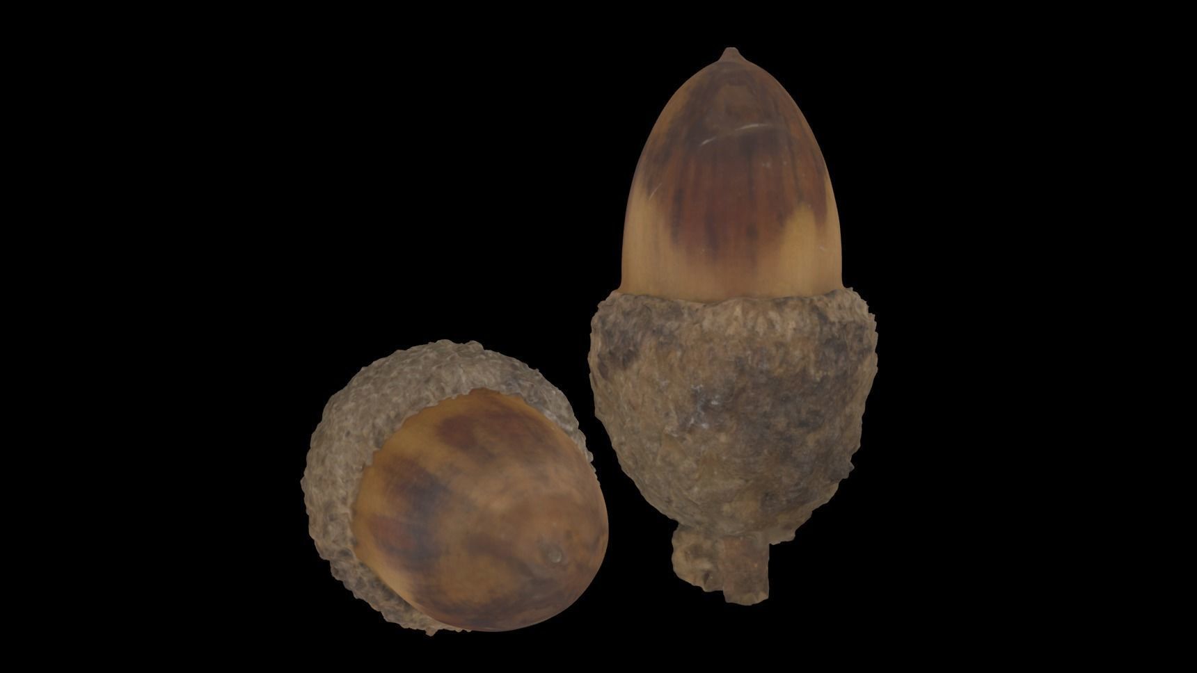 Acorn 4K Photoscanned Low-poly 3D model_12