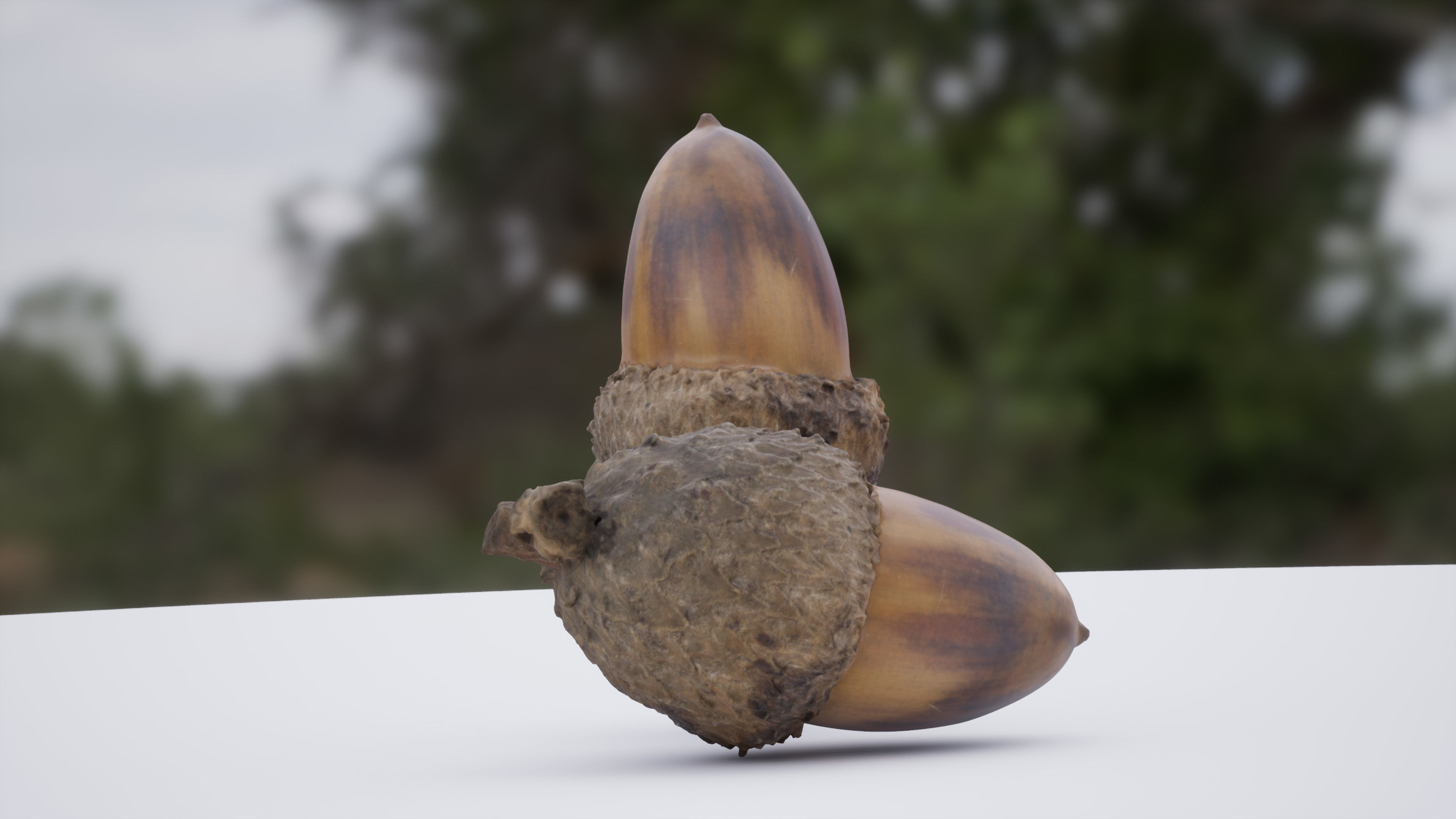Acorn 4K Photoscanned Low-poly 3D model_7